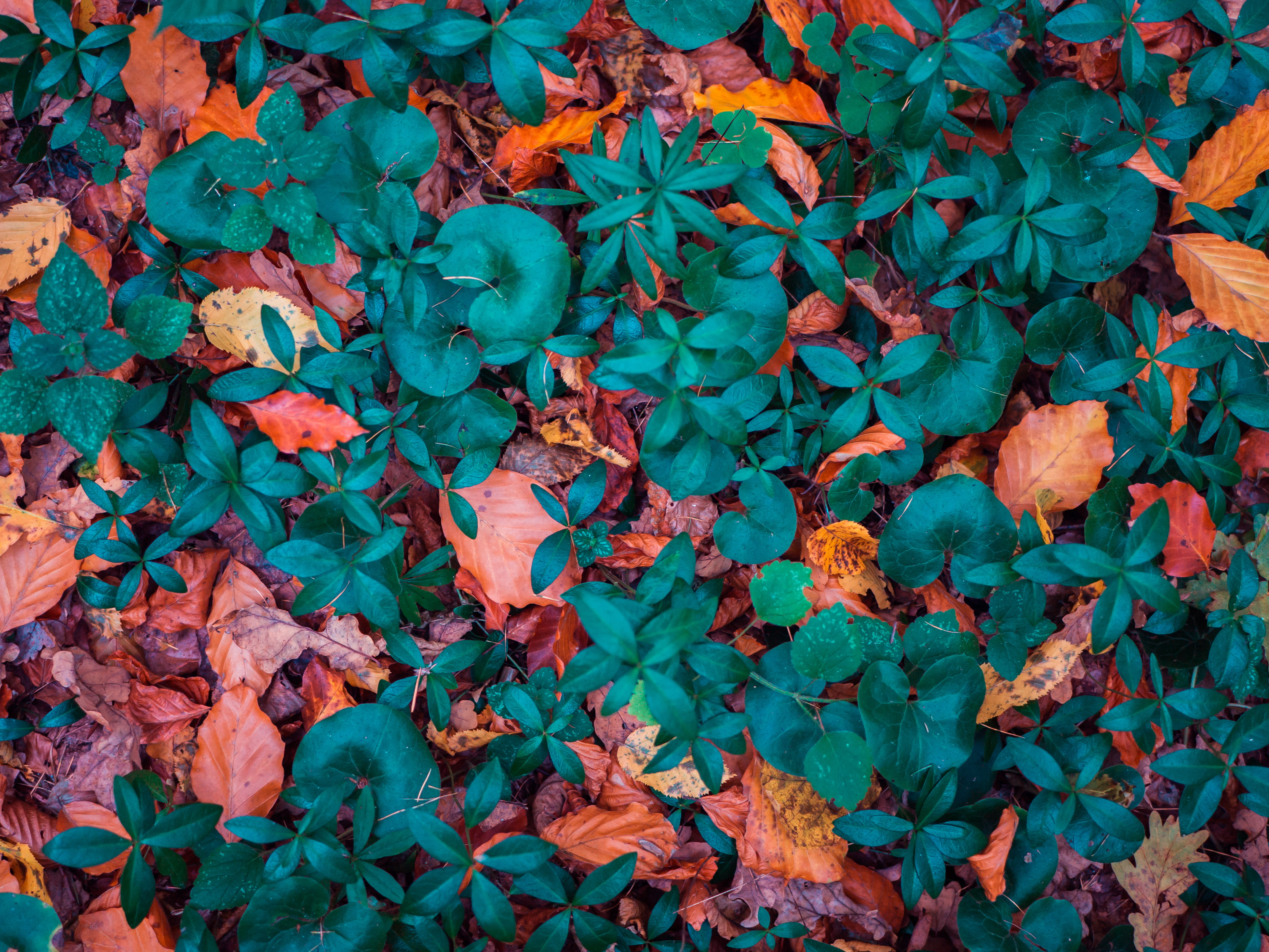 4K, forms, leaves, autumn, fallen, HD Wallpaper