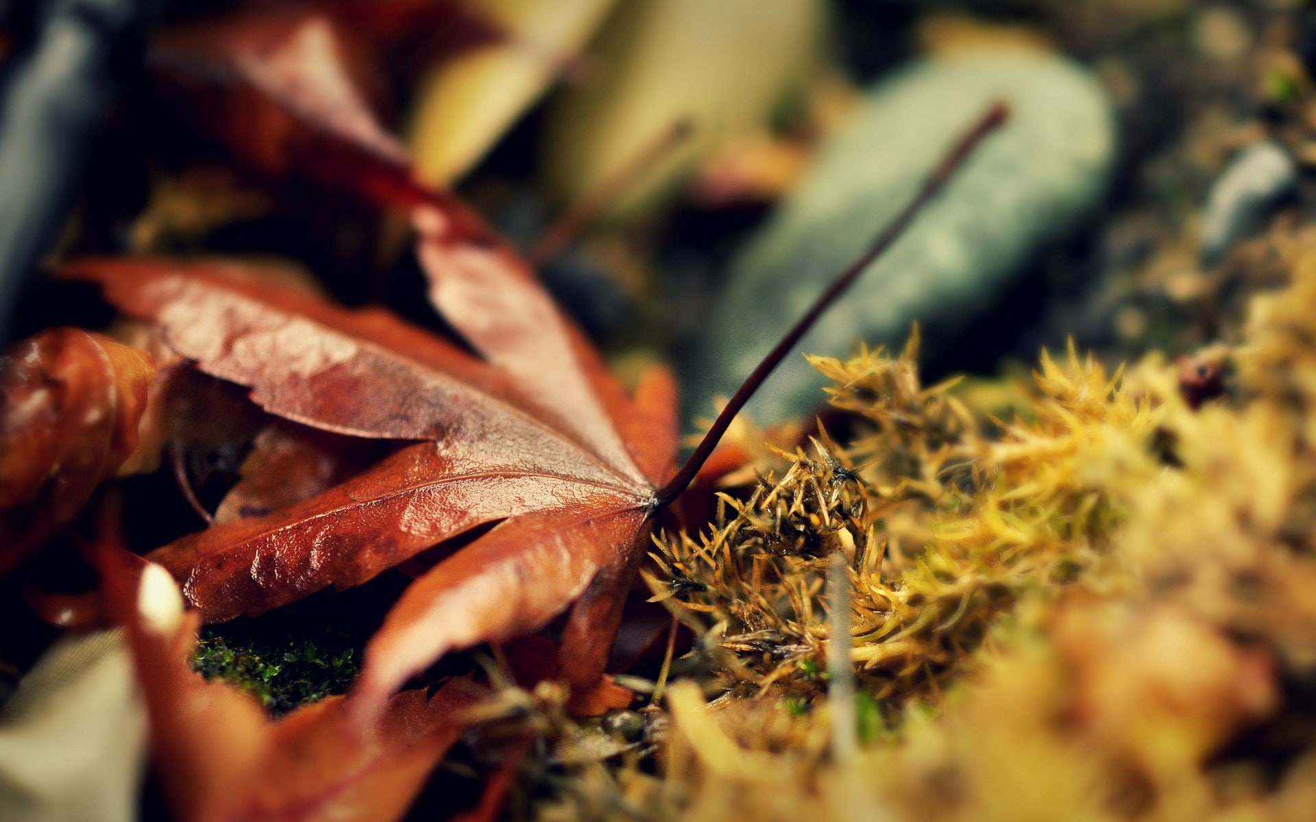 1080P, grass, fallen, leaves, autumn, HD Wallpaper
