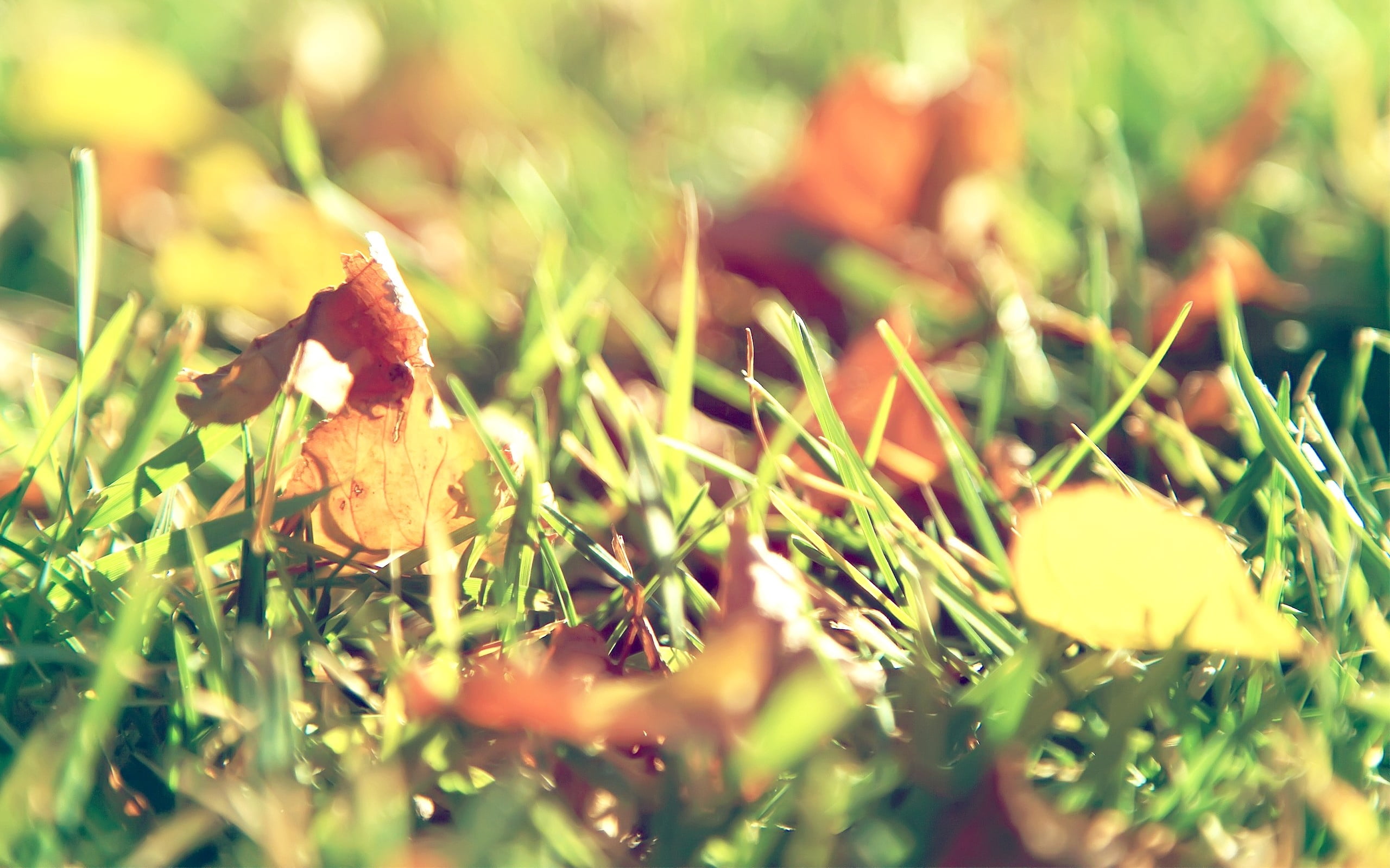 plant, selective focus, no people, vulnerability, close-up, grass, nature, leaves, growth, green color, fallen, freshness, fragility, beauty in nature, HD Wallpaper