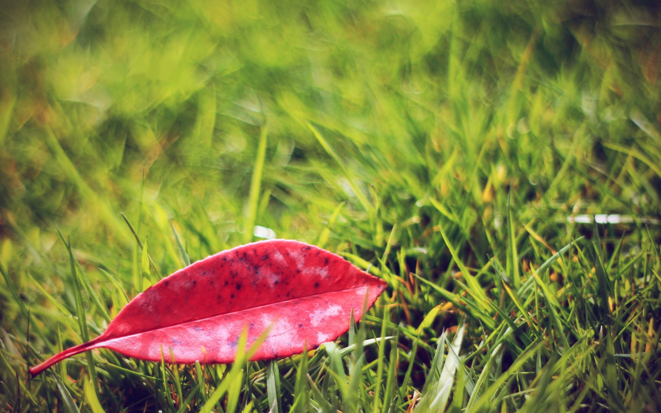 dew, orange Color, leaf, fragility, colors, plant, bright, red, autumn, multi Colored, close-up, focus on foreground, environment, land, botany, leaves, HD Wallpaper