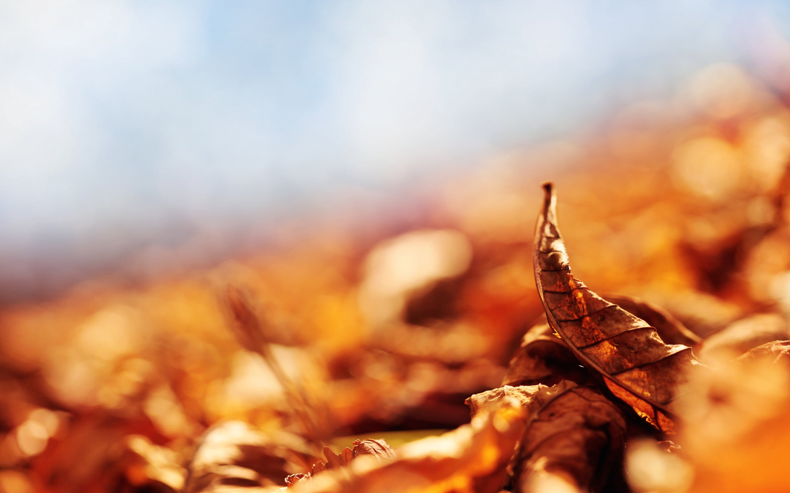 summer, gold Colored, tree, autumn, vibrant Color, field, fallen, curved, abstract, falling, bright, leaves, no People, outdoors, dry, land, plant part, HD Wallpaper
