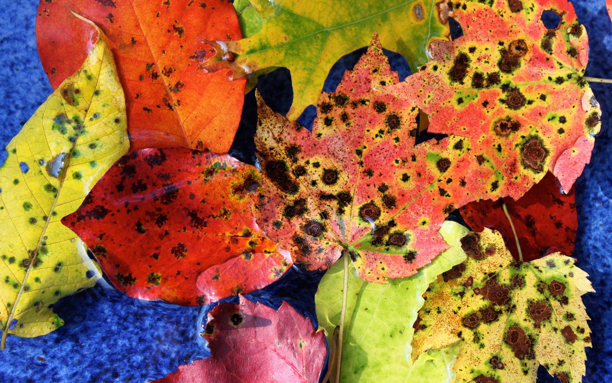 autumn, natural condition, vibrant Color, full frame, october, fragility, tree, leaves, season, assorted, orange Color, outdoors, backgrounds, fallen, vulnerability, HD Wallpaper