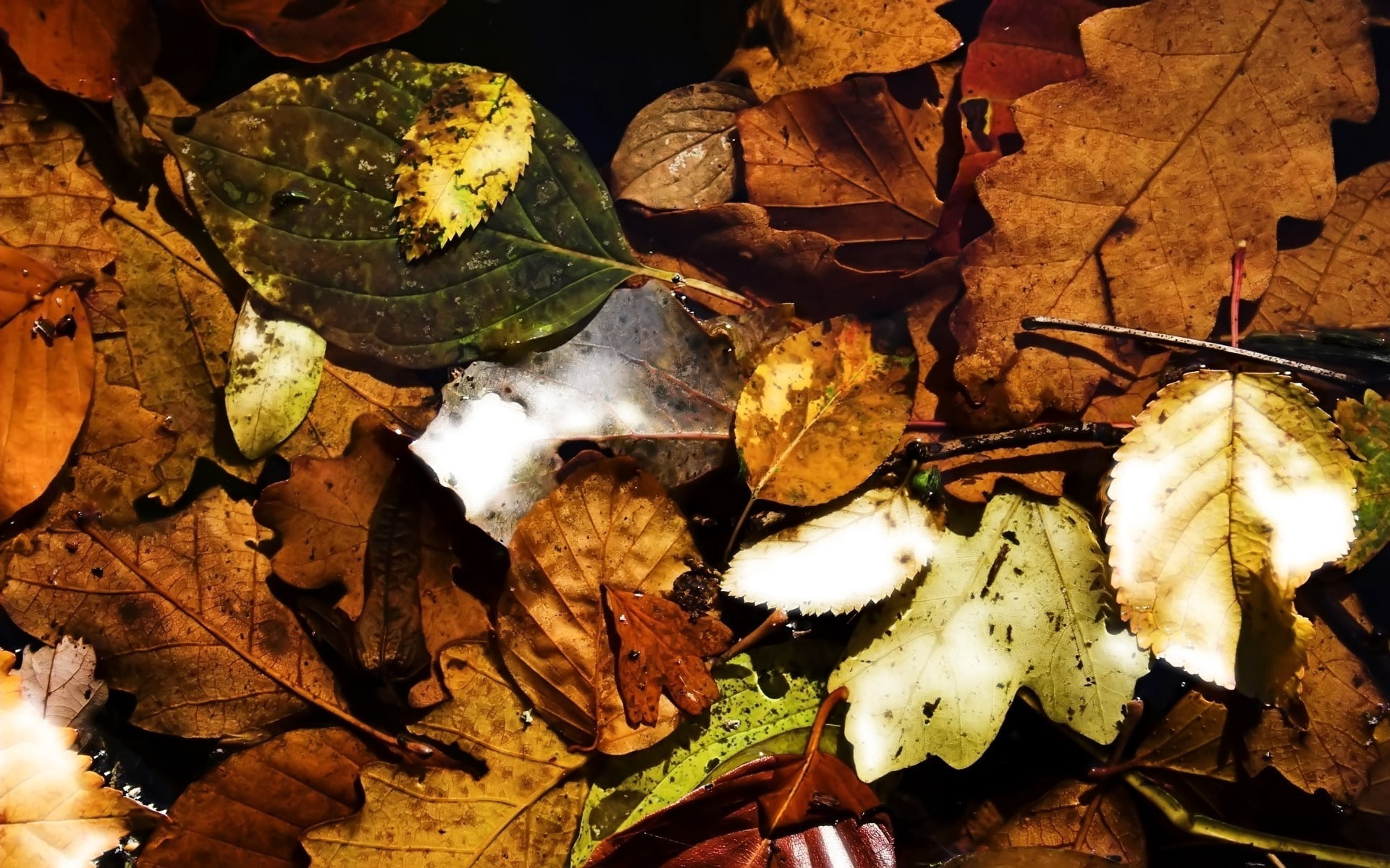leaves, many, fallen, autumn, 1080P, dry, HD Wallpaper