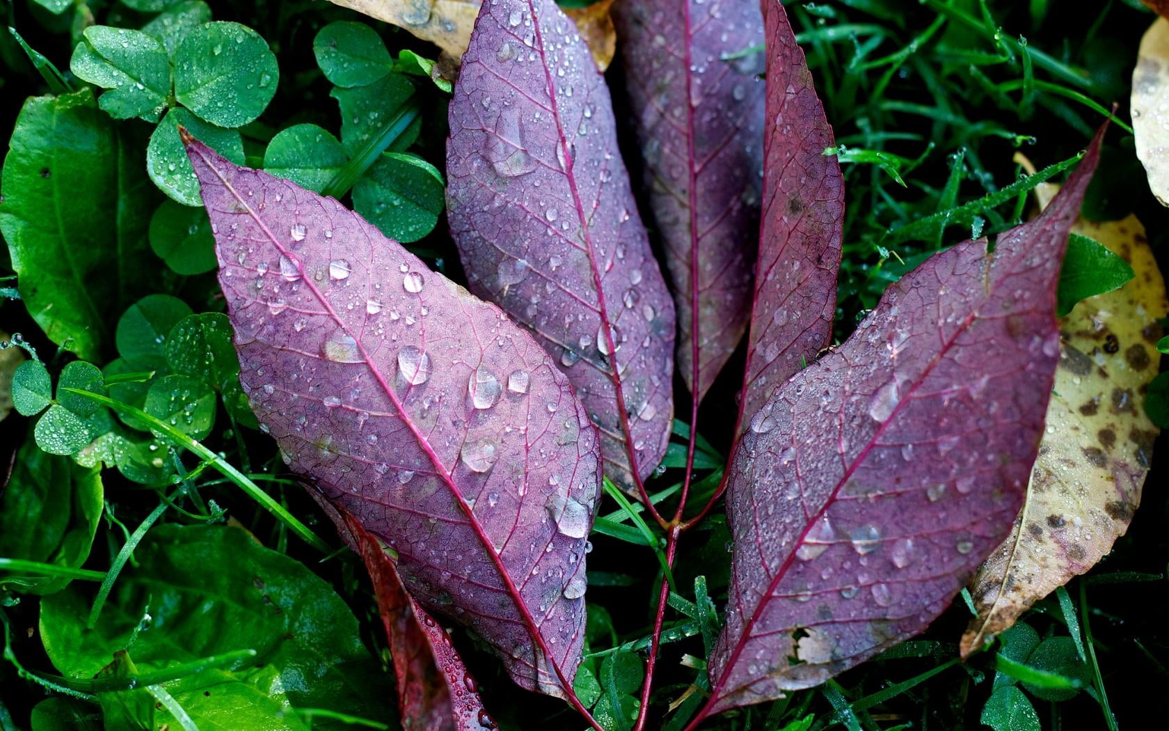 plant part, drop, fragility, growth, outdoors, day, dew, no people, rain, water, plants, purple, change, fallen, 720P, raindrop, leaves, maroon, drops, HD Wallpaper