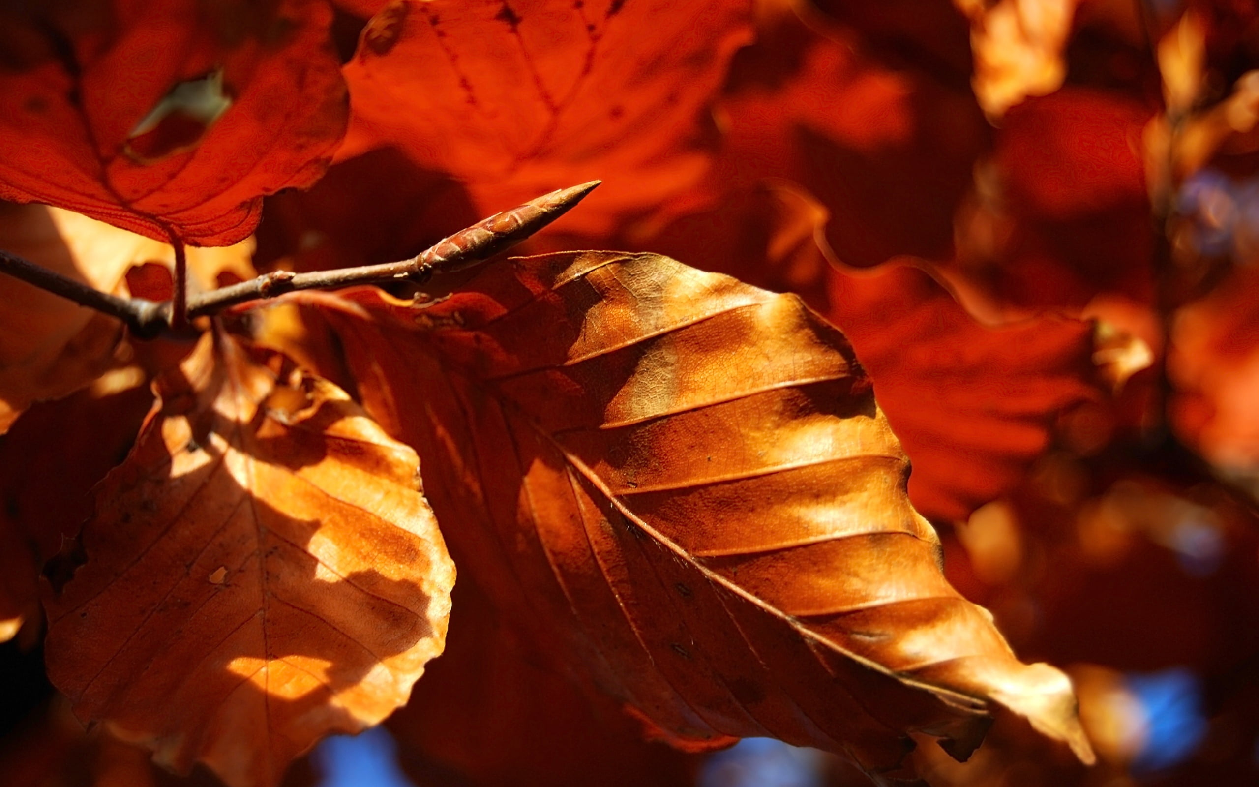 red, yellow, sunlight, day, november, 2K, macro, branch, season, plant part, rolled, natural condition, brown, plant, maple leaf, woodland, form, close-up, HD Wallpaper
