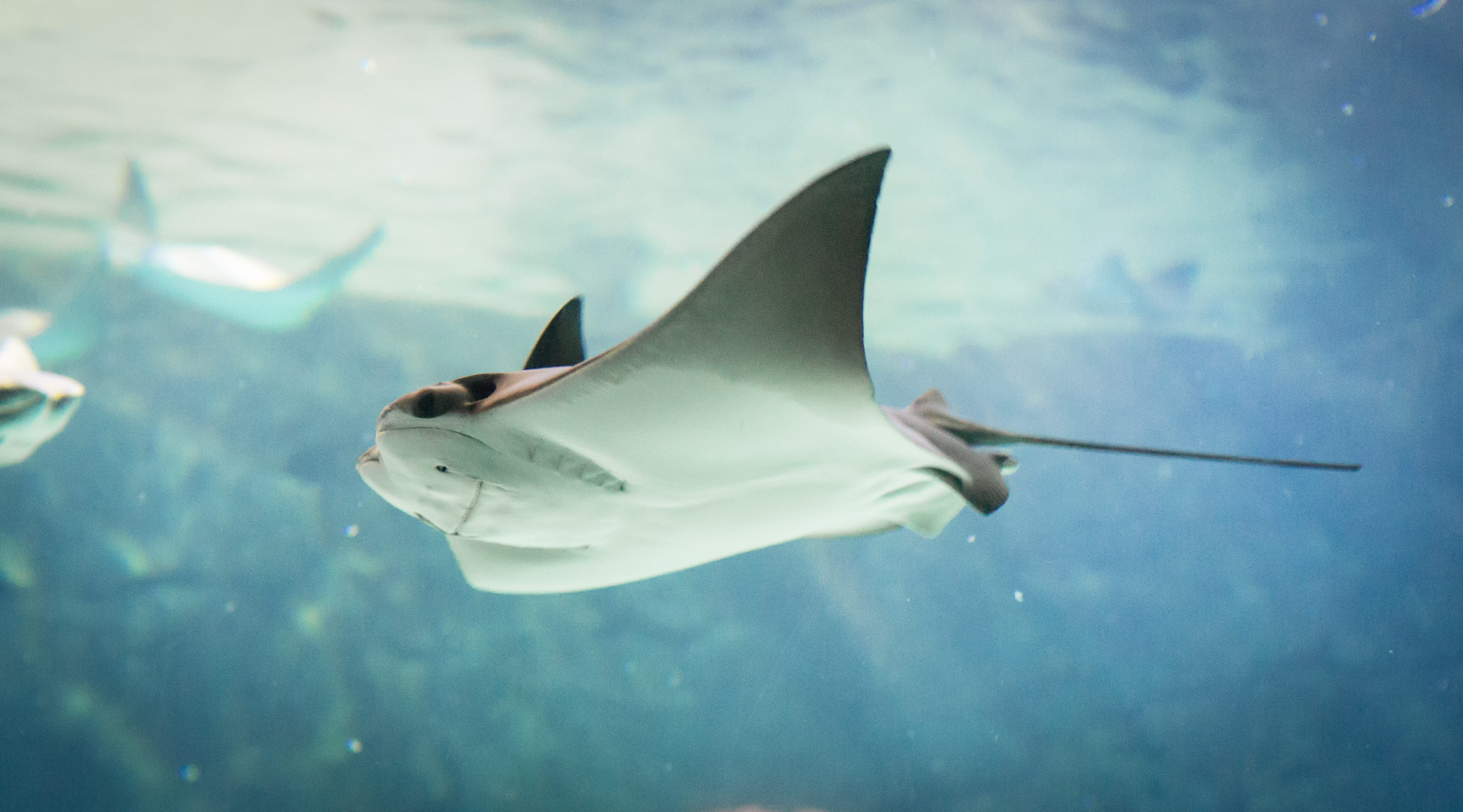 underwater, marine, no people, motion, animal wildlife, animals in the wild, sign, nature, stingray, wildlife, warning sign, vertebrate, ocean, animal, HD Wallpaper