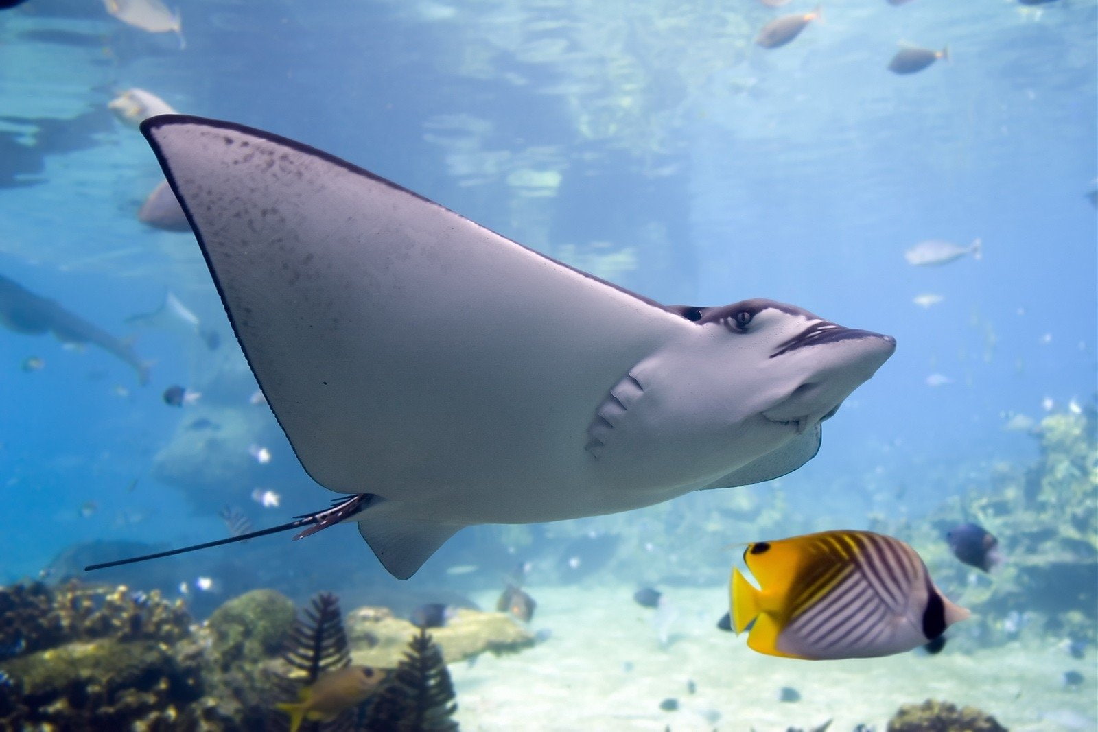 Manta Ray, Animal, 720P, HD Wallpaper
