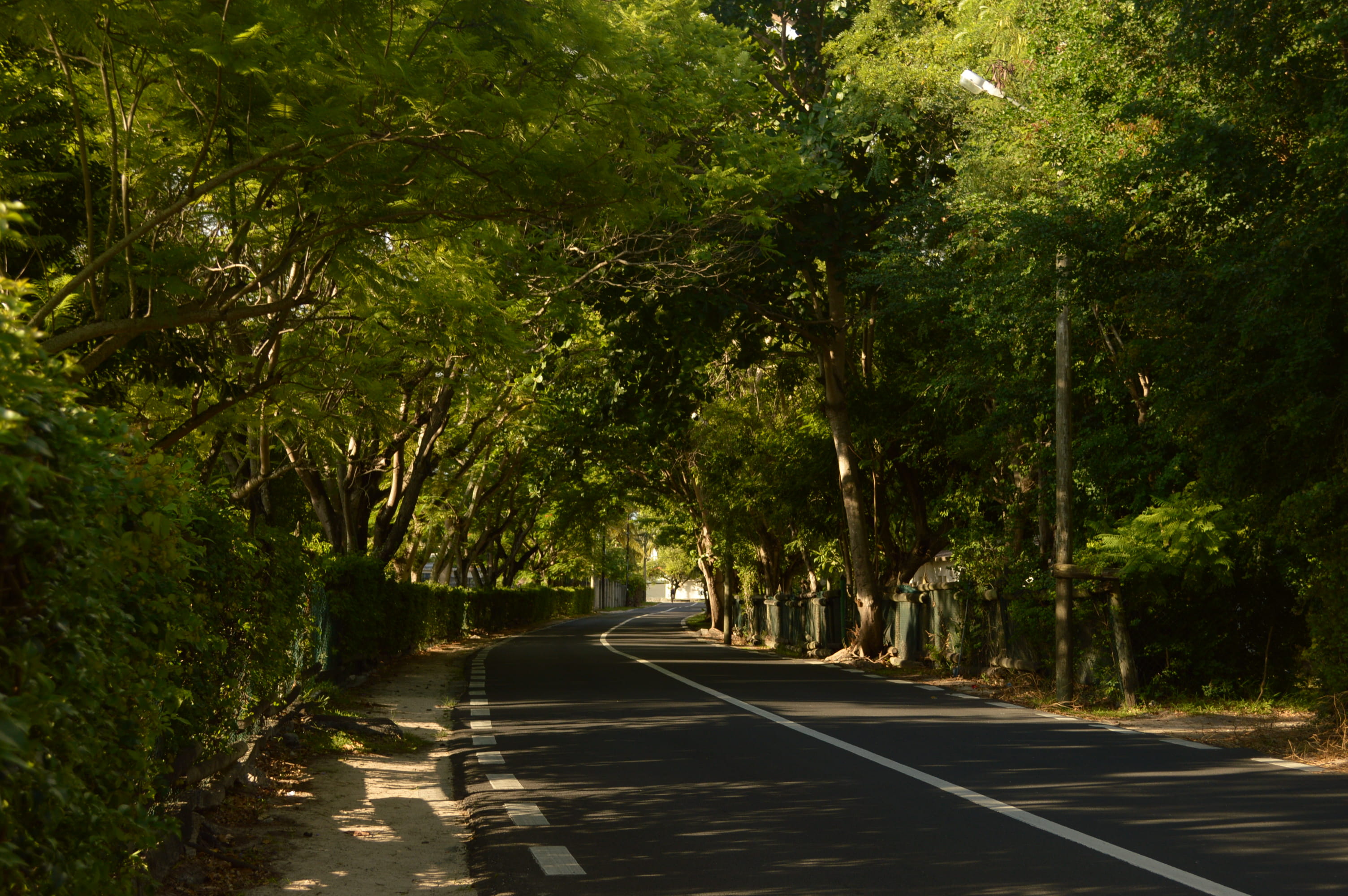 land, direction, empty road, symbol, growth, no people, beach, long, day, the way forward, nature, way, transportation, tree, tarmac, tree trunk, tranquility, HD Wallpaper