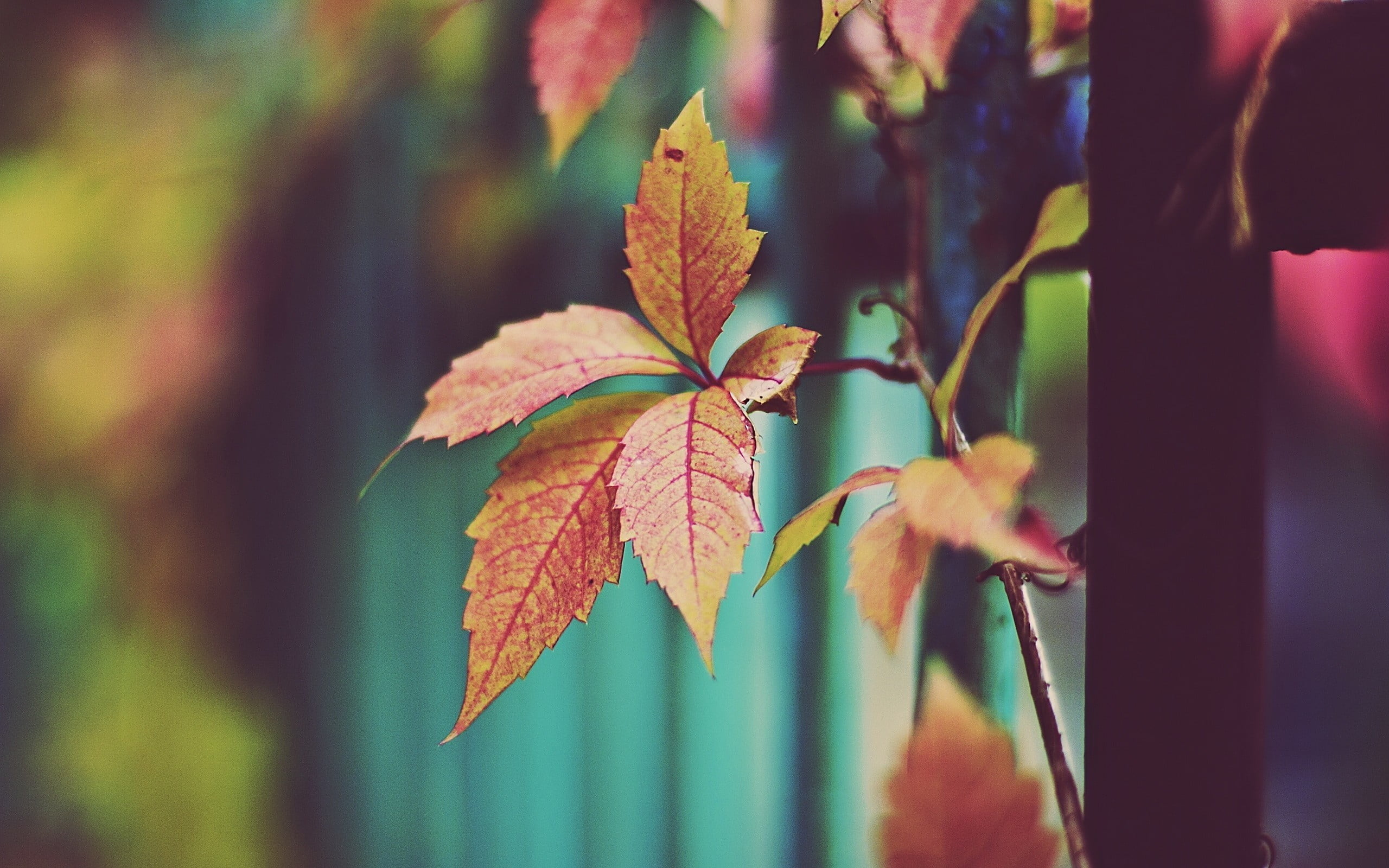 fence, selective focus, sunlight, maple leaf, day, forest, growth, red, orange Color, change, beauty In Nature, bright, plant stem, branch, maple Tree, HD Wallpaper