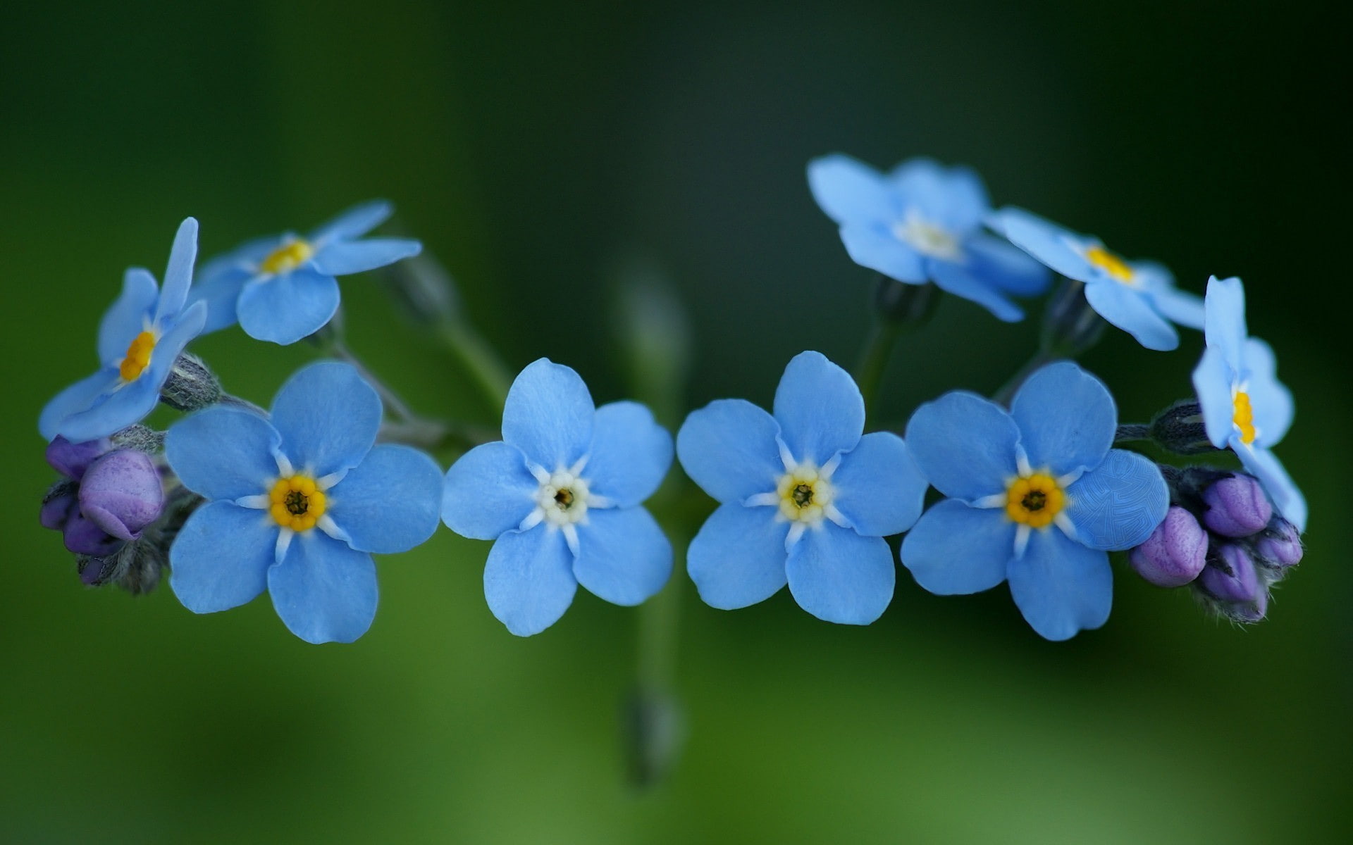 blue, forget, 1080P, forget-me-not, nature, flowers, blue flowers, HD Wallpaper