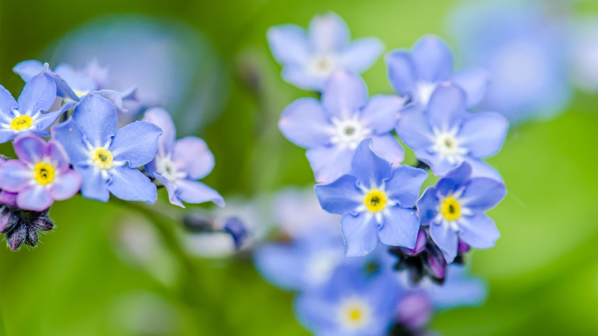 1080P, Blue, Me, Forget, Flowers, HD Wallpaper