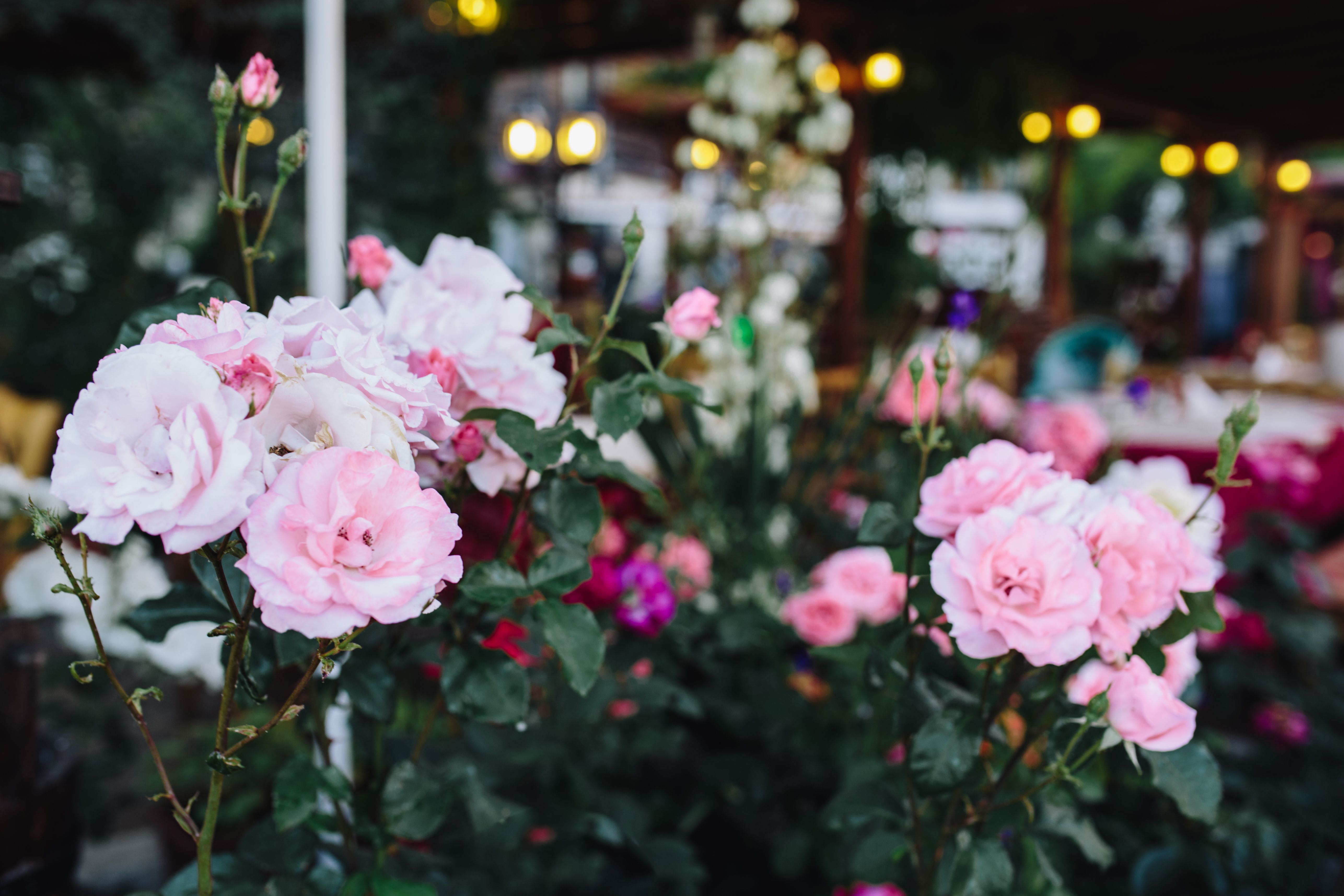 beauty in nature, petal, flower, outdoors, focus on foreground, selective focus, flower head, flowers, rose, no people, 5K, flower arrangement, freshness, HD Wallpaper