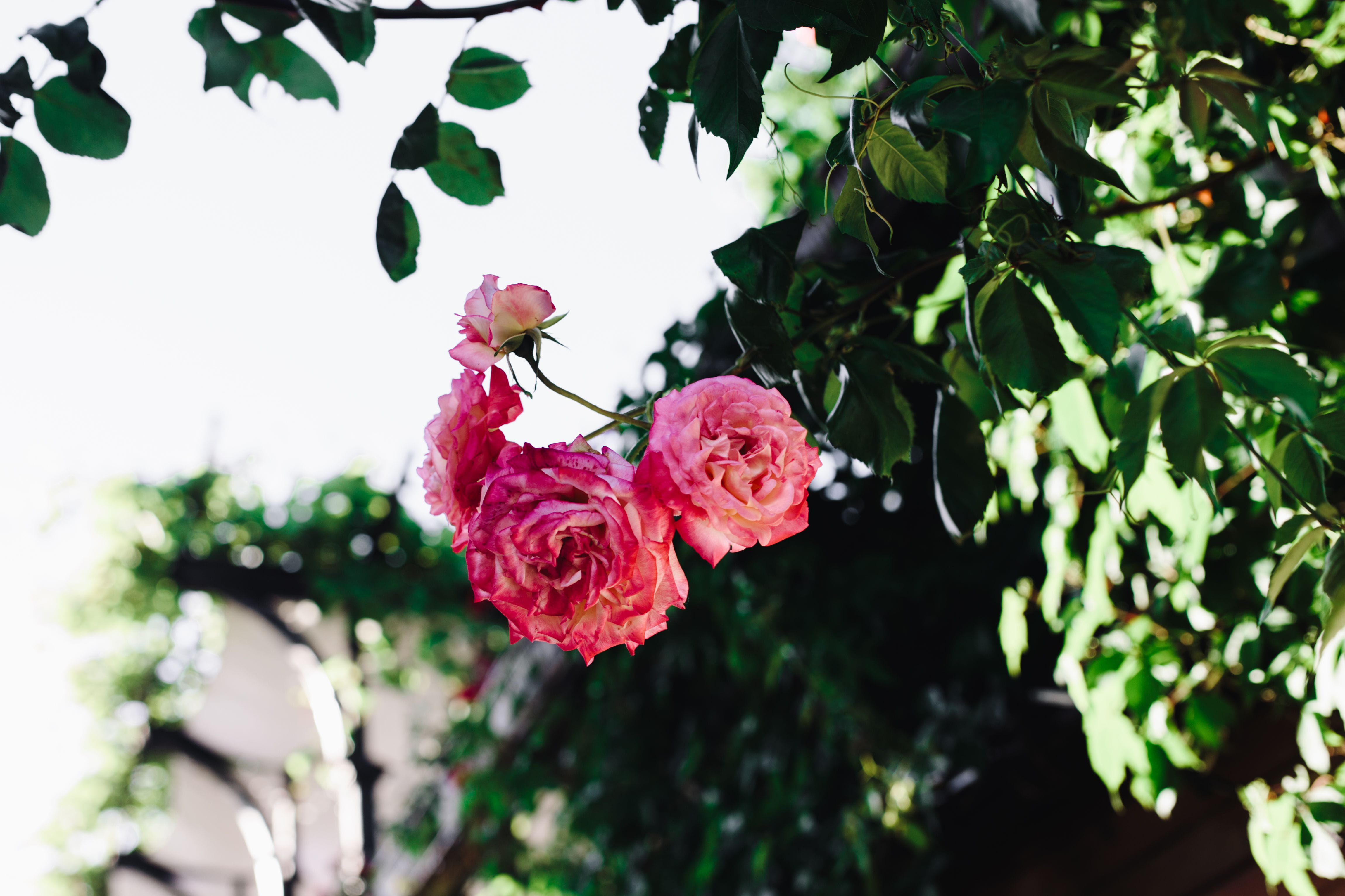 leaf, outdoors, flower head, flowers, flora, tree, petal, nature, flower, red, 4K, inflorescence, rose, day, vulnerability, close-up, Roses, pink Color, HD Wallpaper