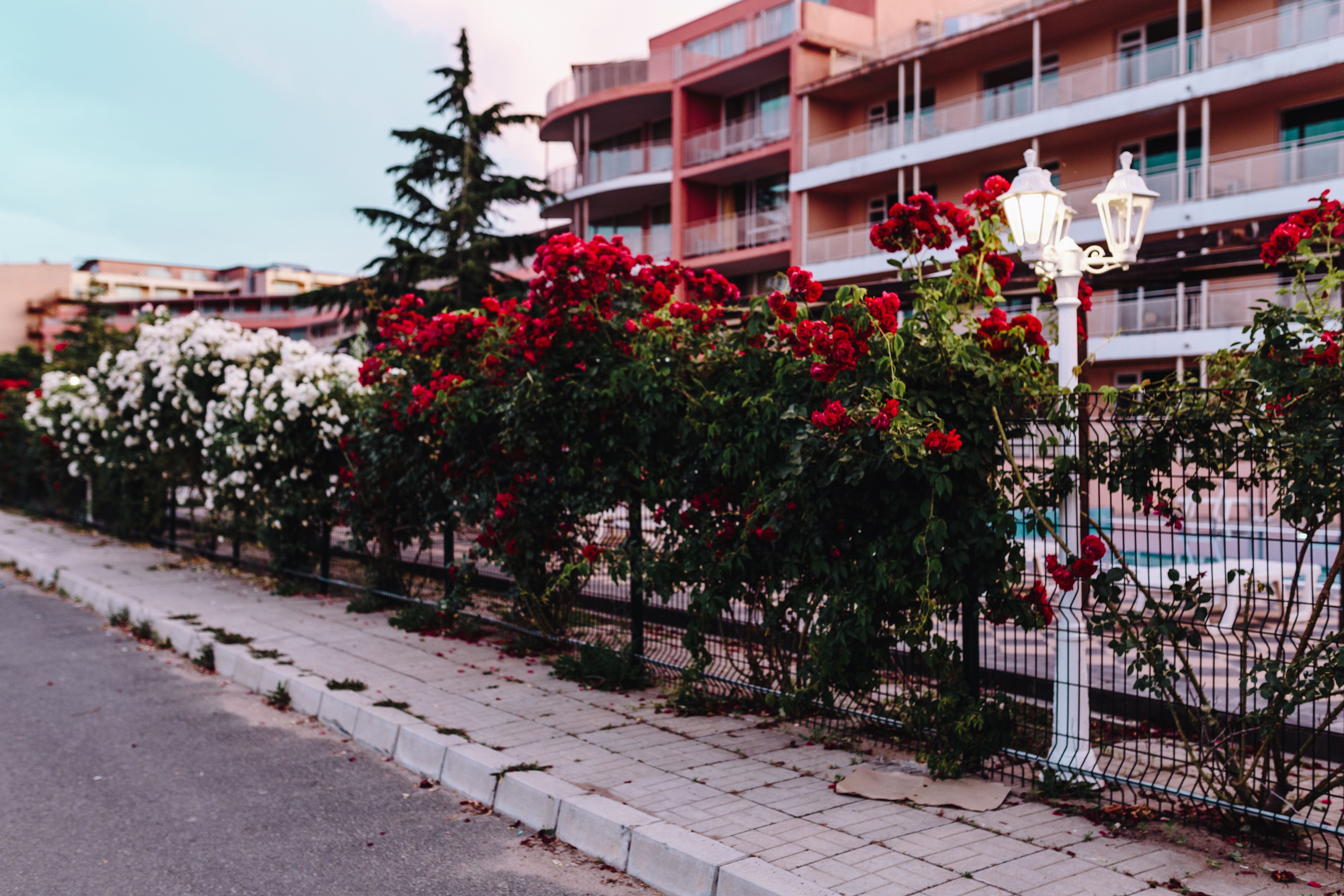 footpath, growth, flora, day, flowering plant, flowers, built structure, building, outdoors, flower, Bulgaria, floral, street, nature, rose, building Exterior, HD Wallpaper