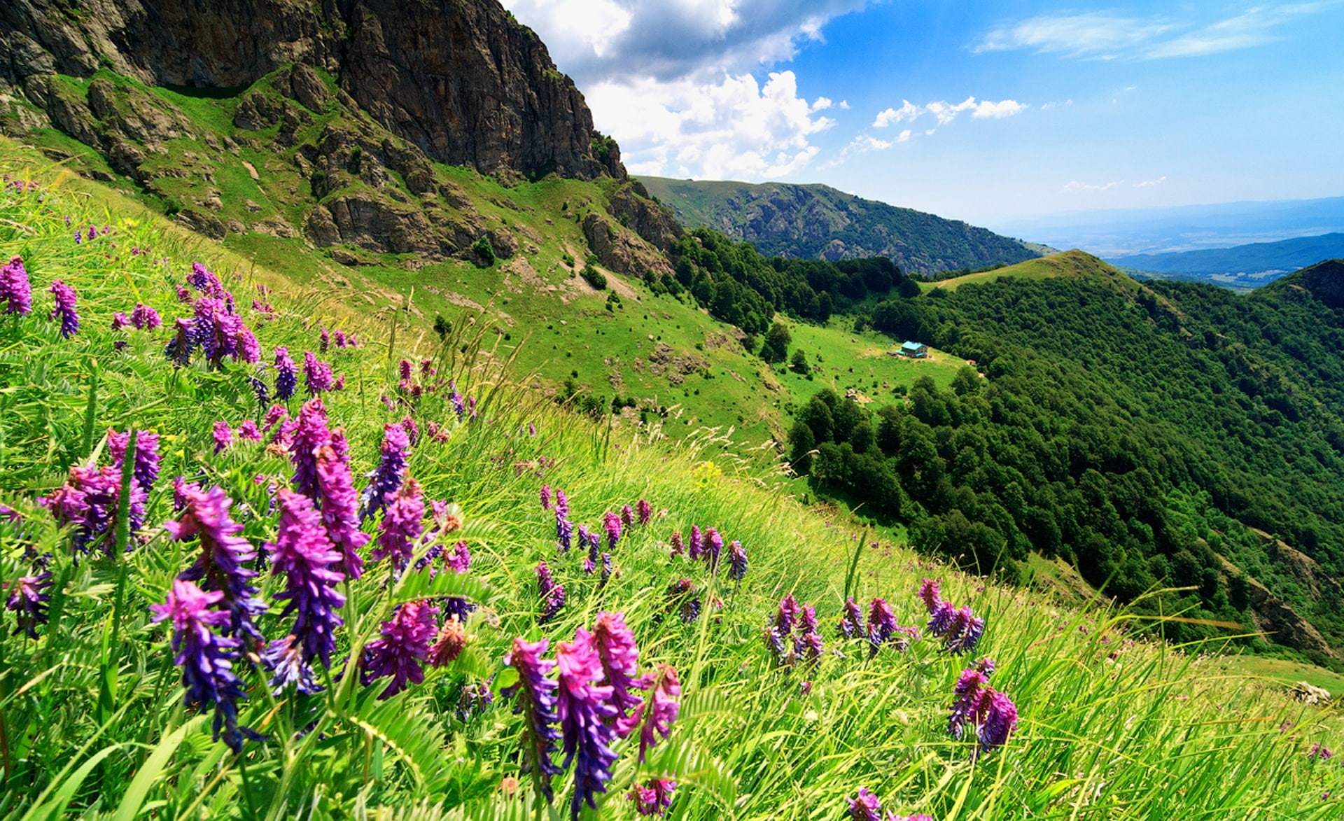 flowers, tranquility, freshness, flower, land, Bulgaria, beauty in nature, non-urban scene, idyllic, scenics - nature, no people, sky, springtime, rocks, HD Wallpaper