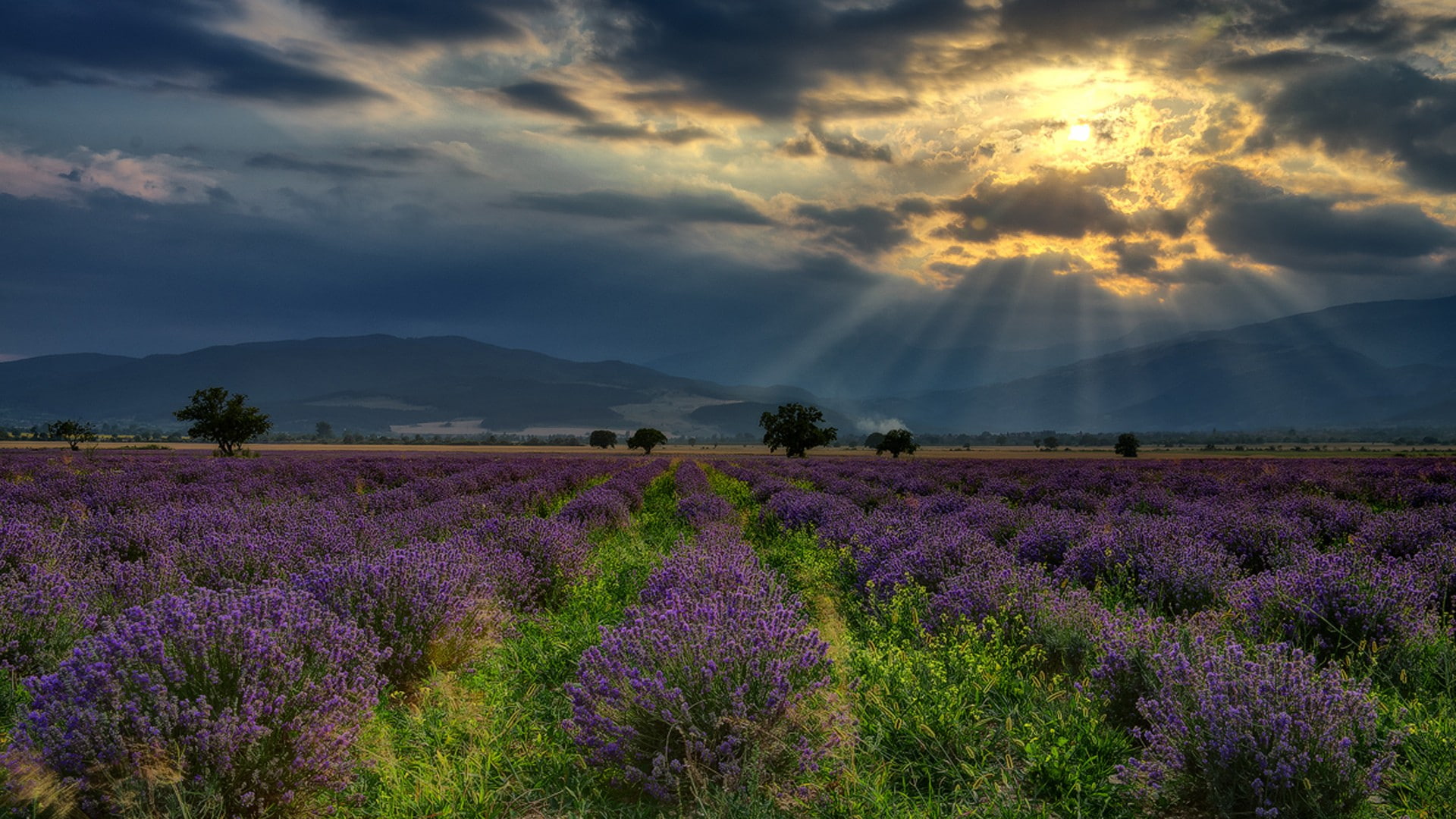 trees, sun rays, clouds, lavender, 1080P, Bulgaria, field, hills, nature, sky, landscape, flowers, HD Wallpaper