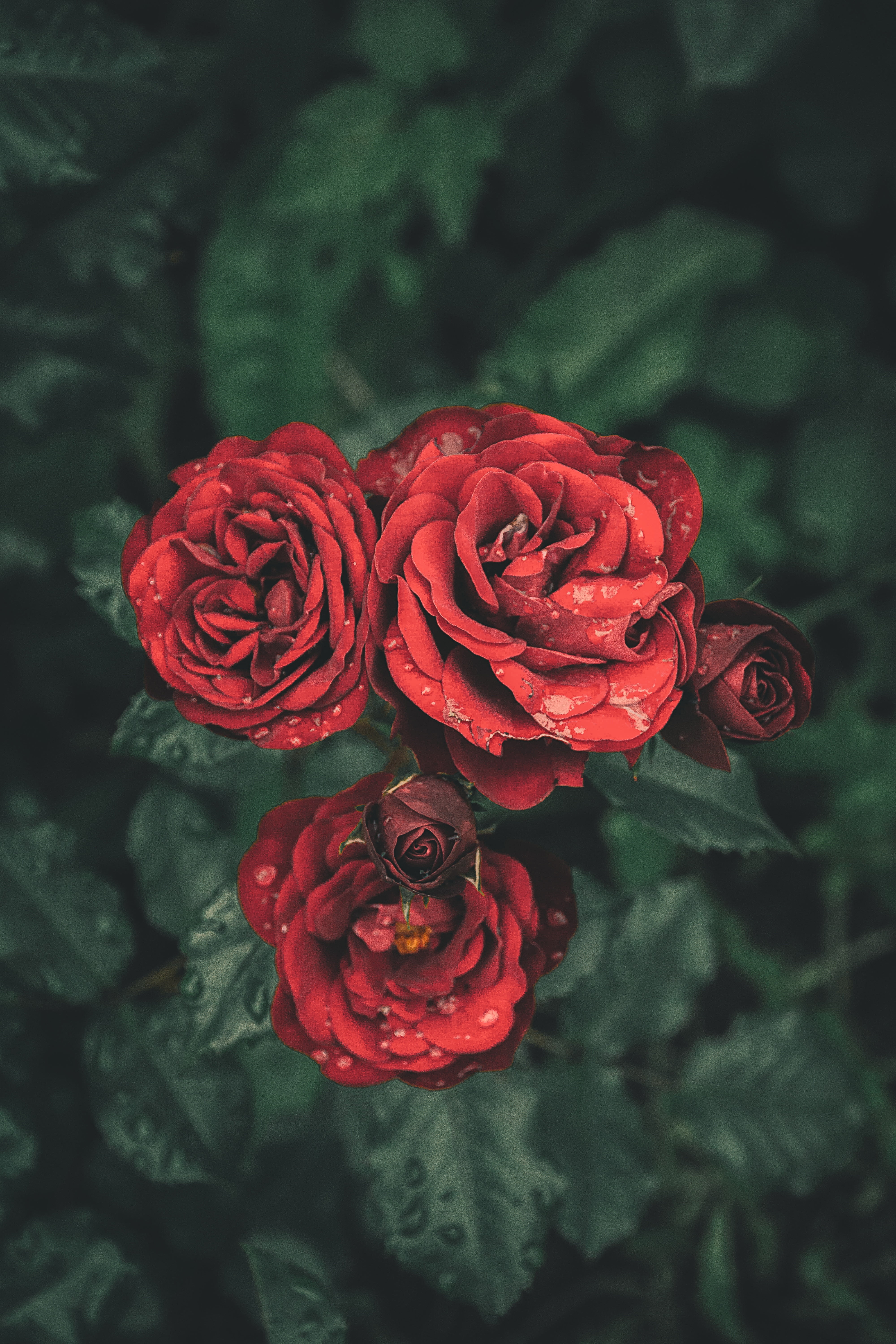 bouquet, focus on foreground, flower arrangement, petal, growth, no people, close-up, inflorescence, beauty in nature, flower head, nature, 5K, outdoors, Phone HD Wallpaper