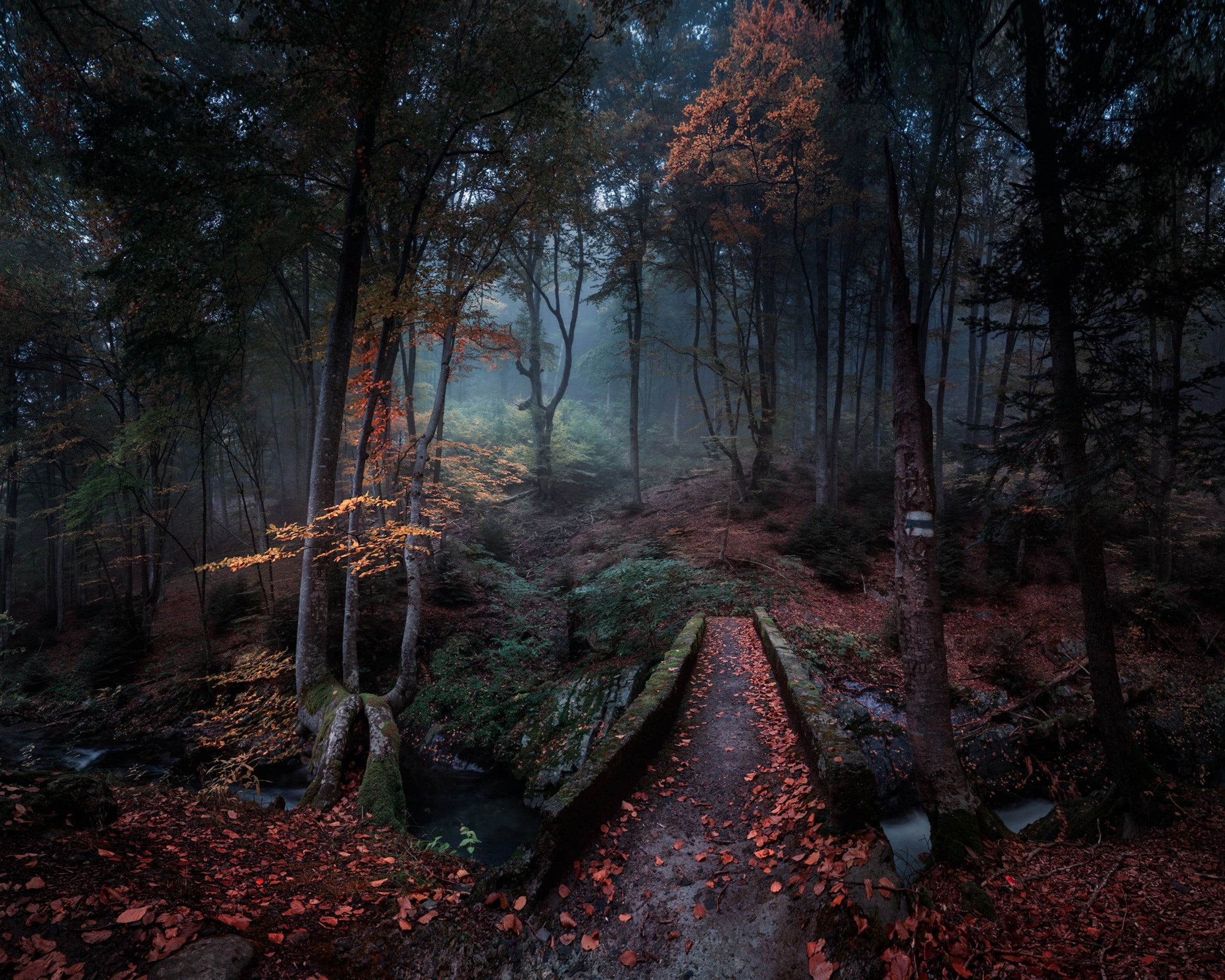 fall, leaves, landscape, trees, path, Bulgaria, mist, creeks, forest, nature, morning, 1080P, HD Wallpaper