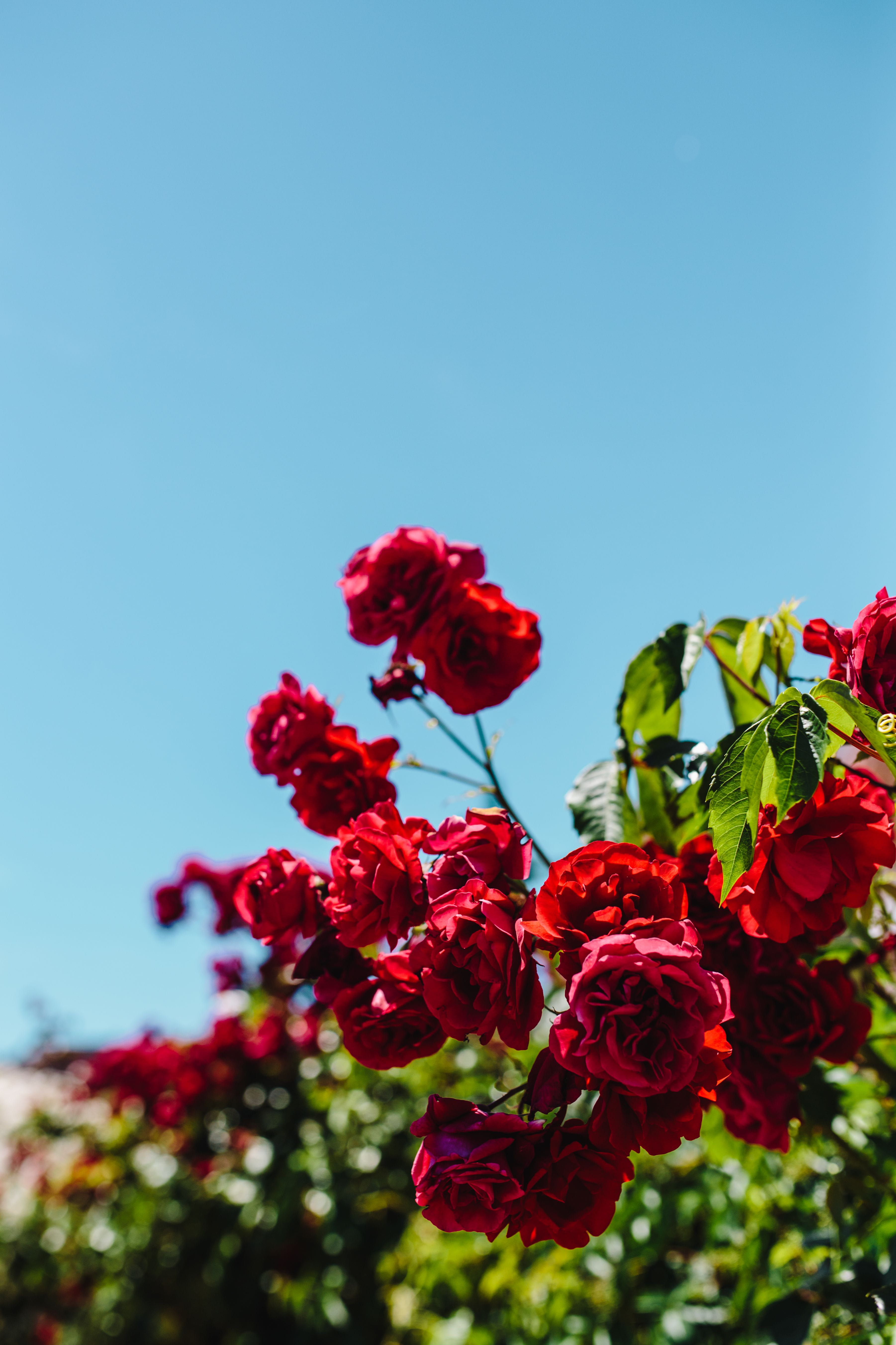 red, floral, summer, flora, day, nature, clear sky, leaf, sky, focus on foreground, rose, outdoors, Roses, flower Head, freshness, no people, 5K, petal, Phone HD Wallpaper