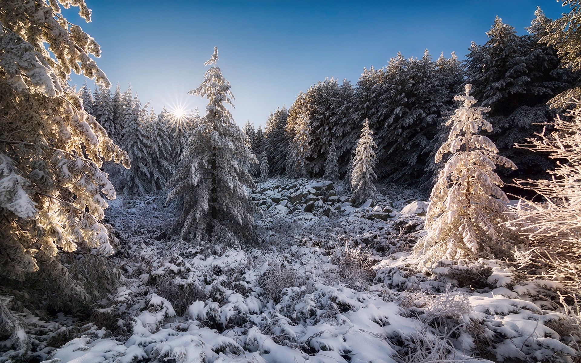 Winter, Forest, Snow, 1080P, Sun, Bulgaria, HD Wallpaper