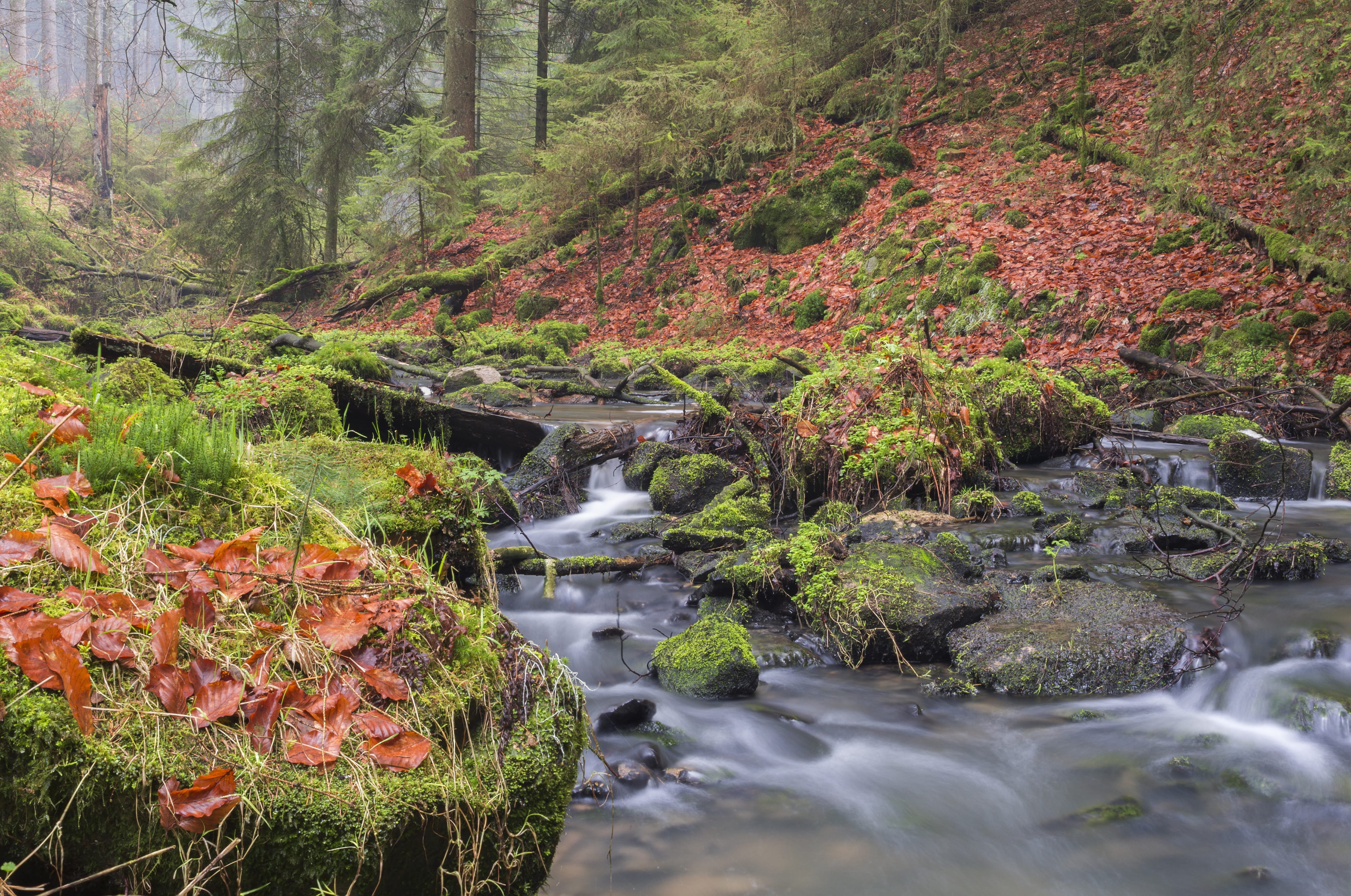 forest, nature, teutoburg, rock, change, stream - flowing water, travel, no people, 4K, downloading, woods, wild, landscape, flowing, rock - object, tranquil, HD Wallpaper
