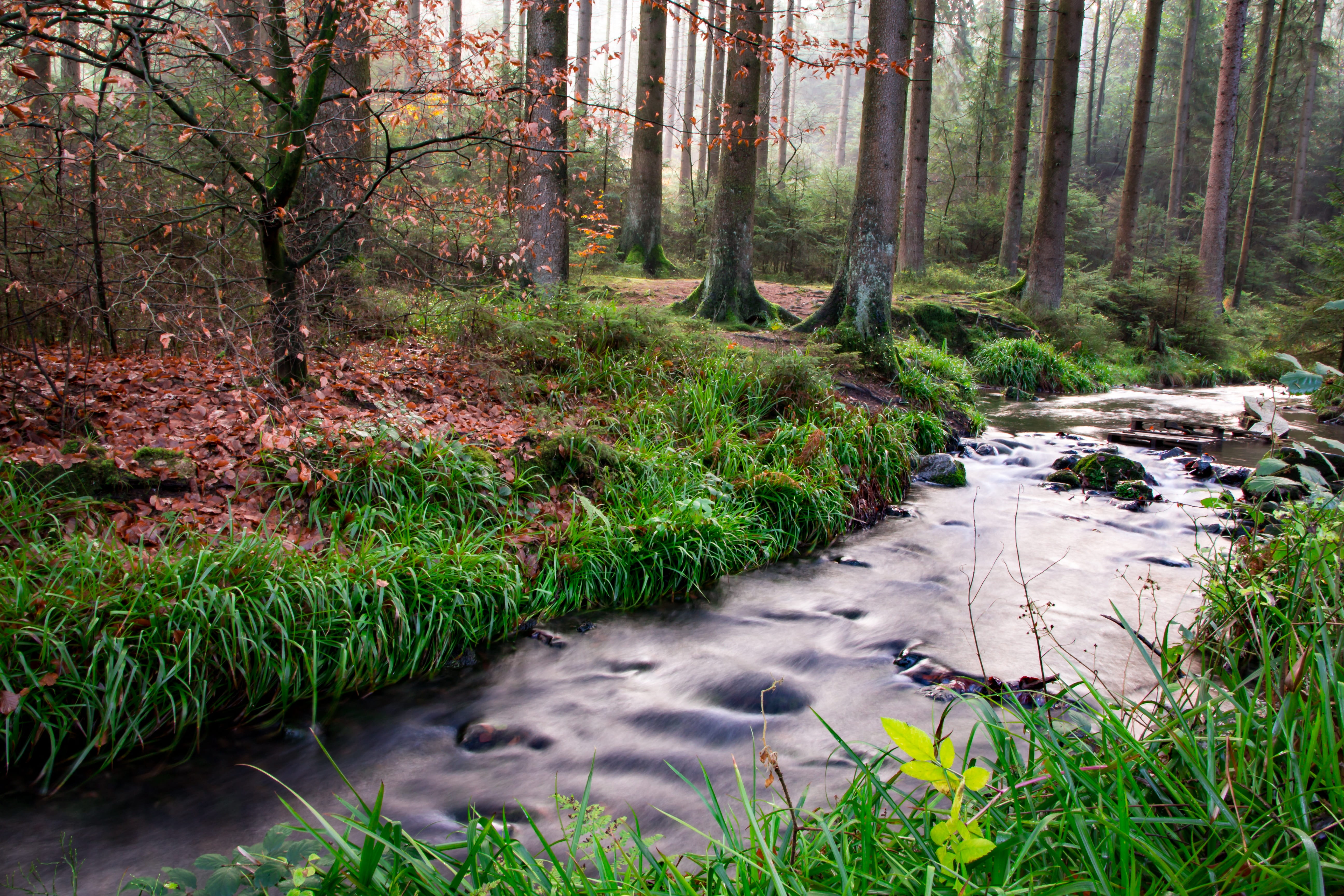forest, outdoors, 5K, romantic, growth, trunk, tranquility, scenics - nature, autumn colours, woodland, flowing, fall foliage, water running, creek, land, HD Wallpaper