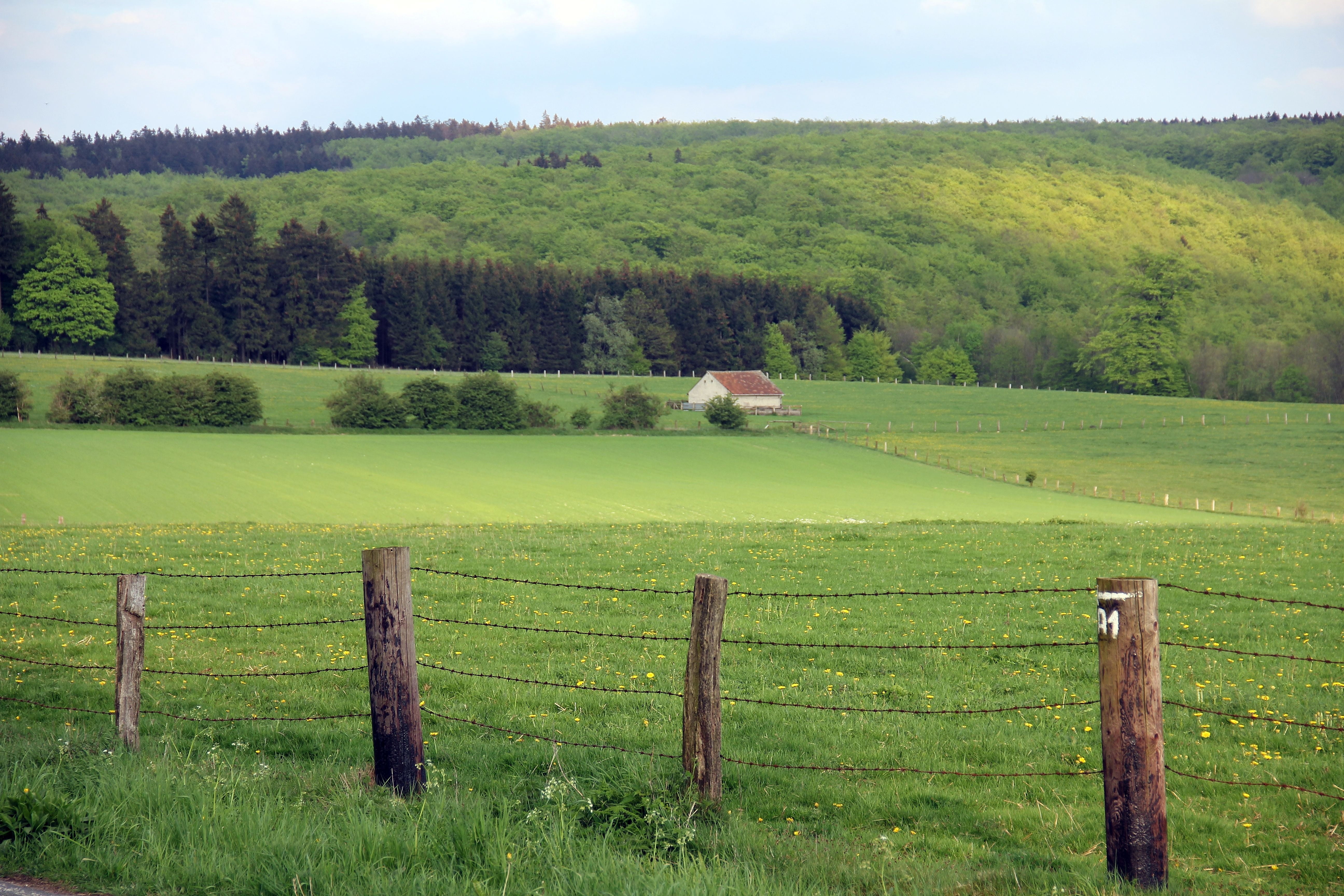 landscape, beauty in nature, field, wooden post, forest, scenics - nature, tree, agriculture, 5K, outdoors, day, rural Scene, summer, plant, land, tranquil scene, HD Wallpaper