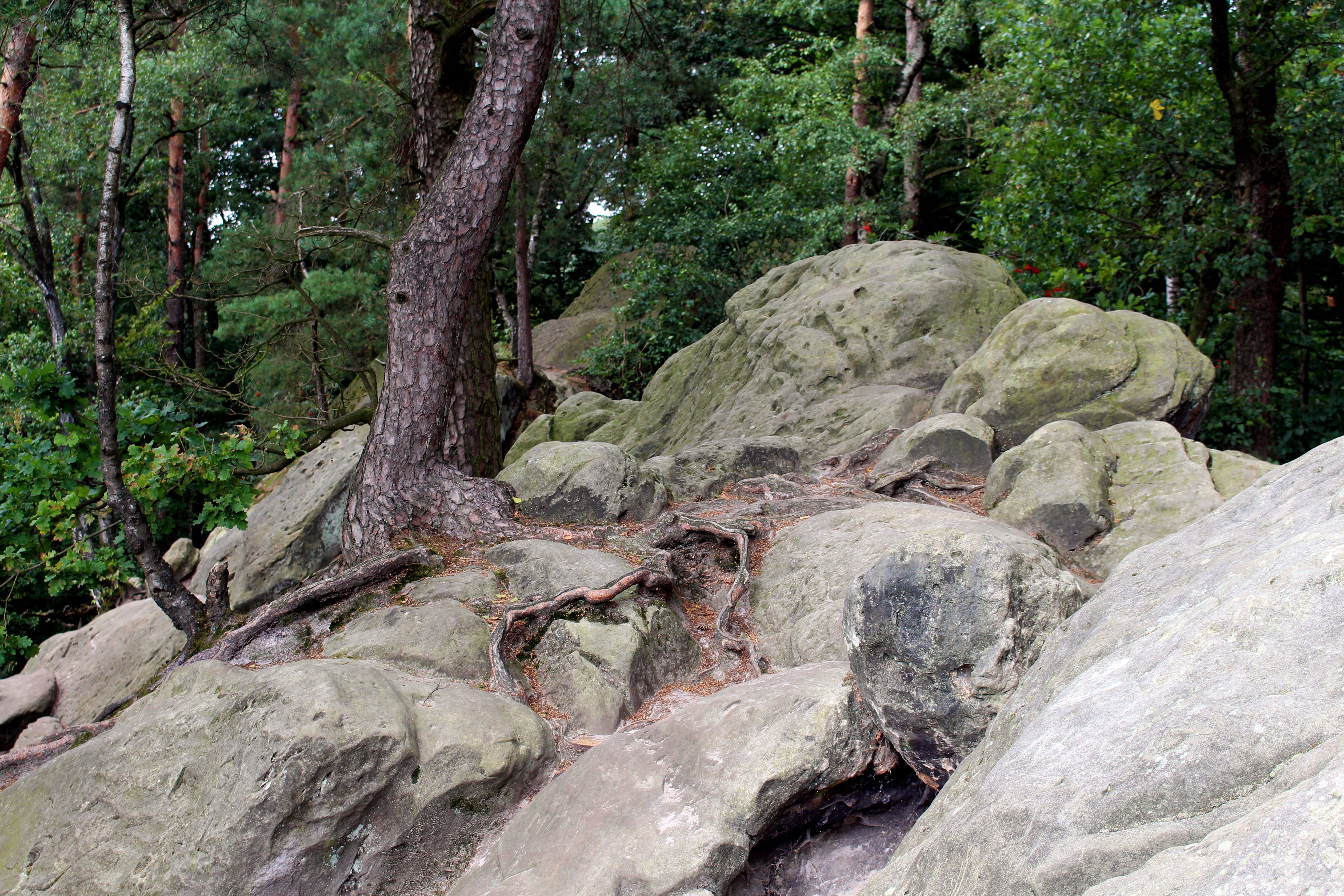 ibbenbüren, stream - flowing water, non-urban scene, green color, dörenther clip, flowing, no people, trees, cliff, nature, teutoburg forest, forest, day, HD Wallpaper