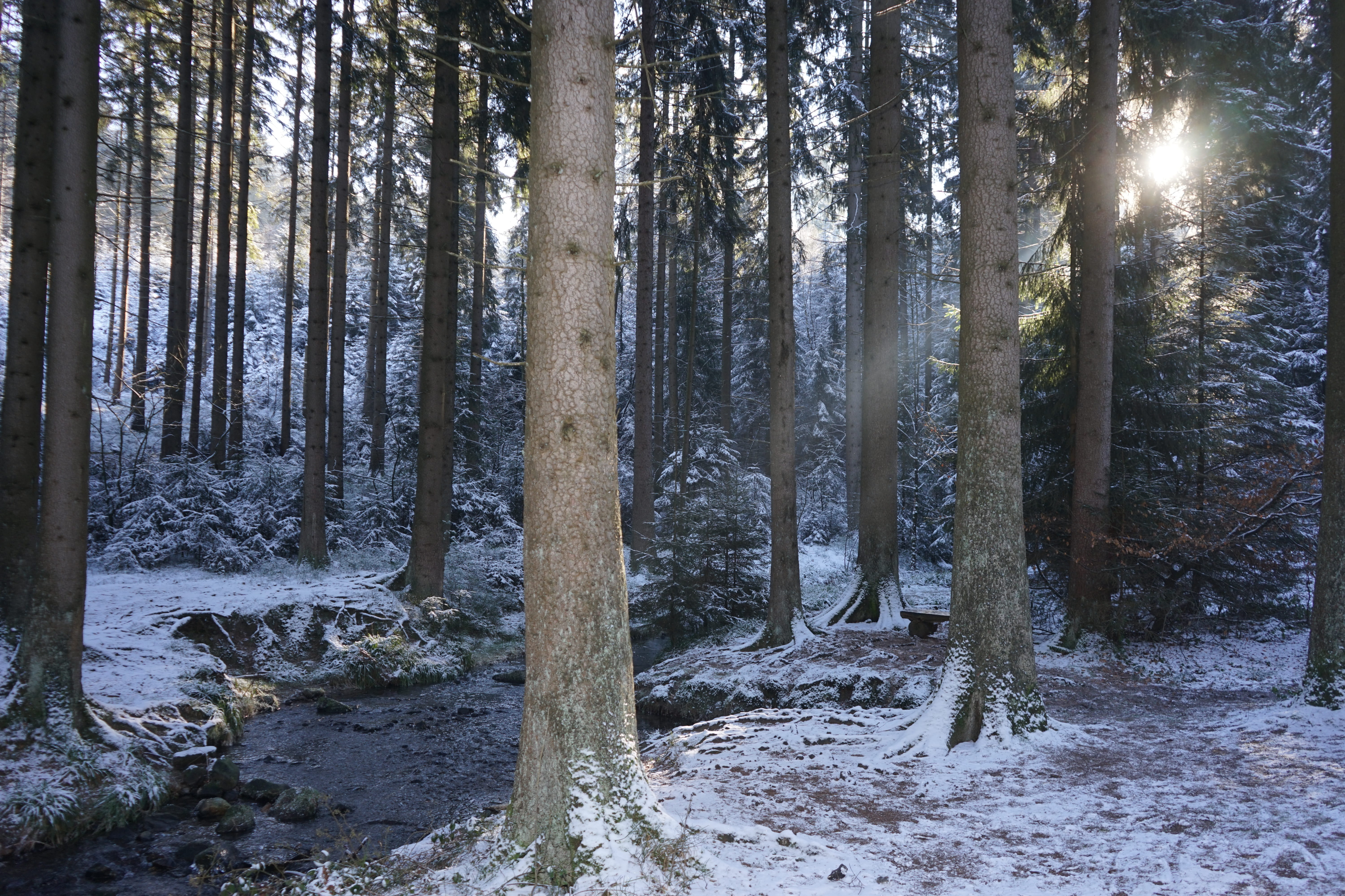 snow, growth, 5K, environment, outdoors, winter, pine woodland, beauty in nature, plant, no people, tree, tranquil scene, silver valley, scenics - nature, HD Wallpaper