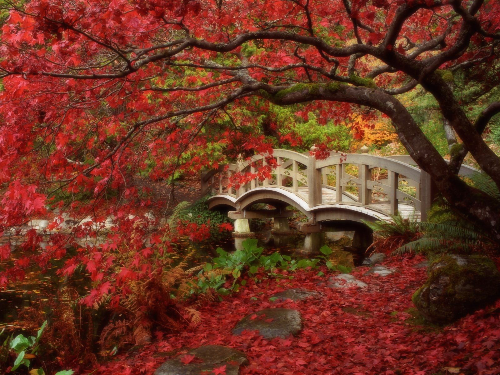 720P, trees, Japan, fall, red leaves, bridge, creeks, HD Wallpaper