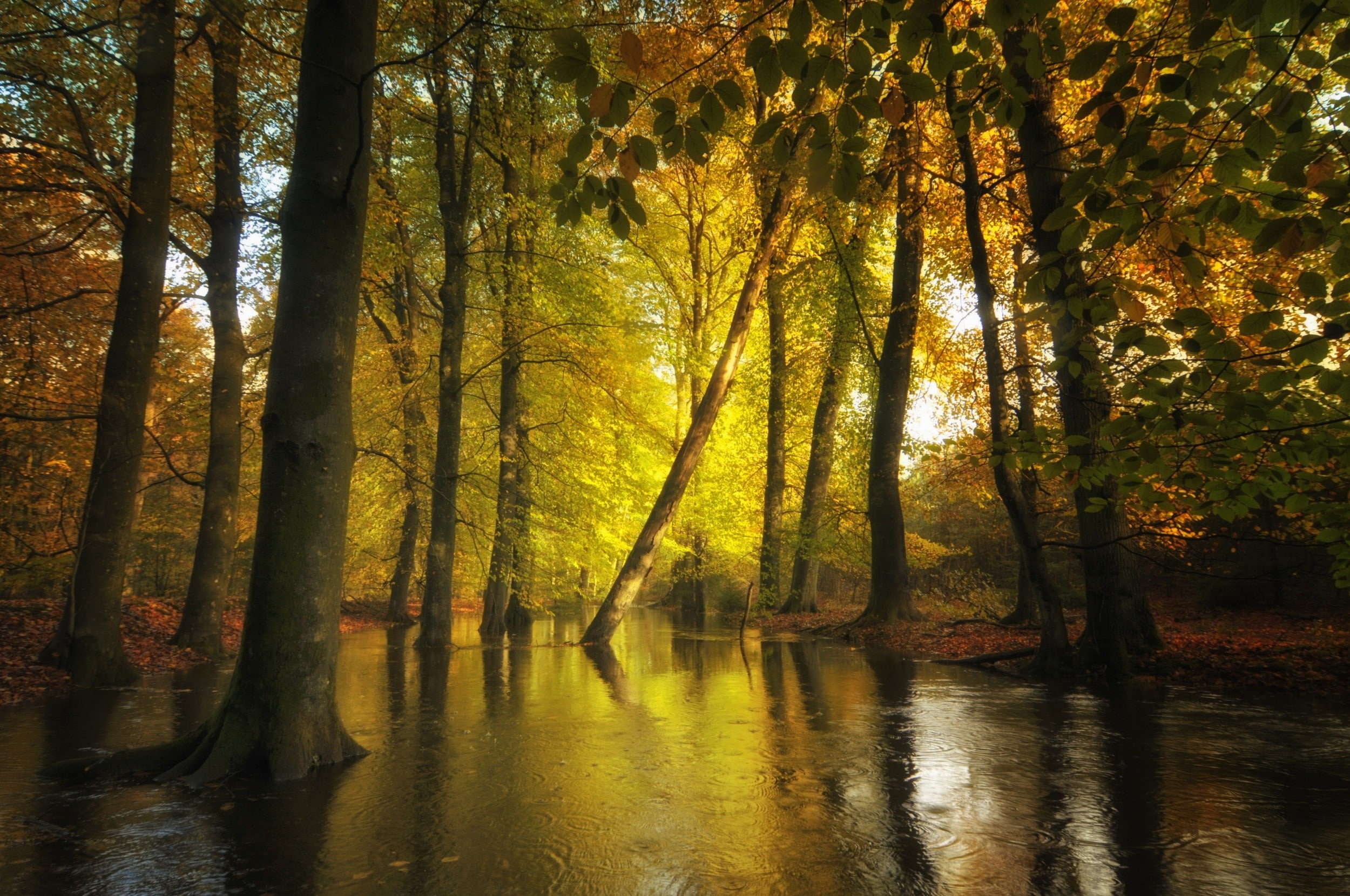 woodland, creeks, trees, trunk, no people, tranquility, scenics - nature, forest, 1080P, outdoors, nature, water, leaves, idyllic, fall, tranquil scene, HD Wallpaper