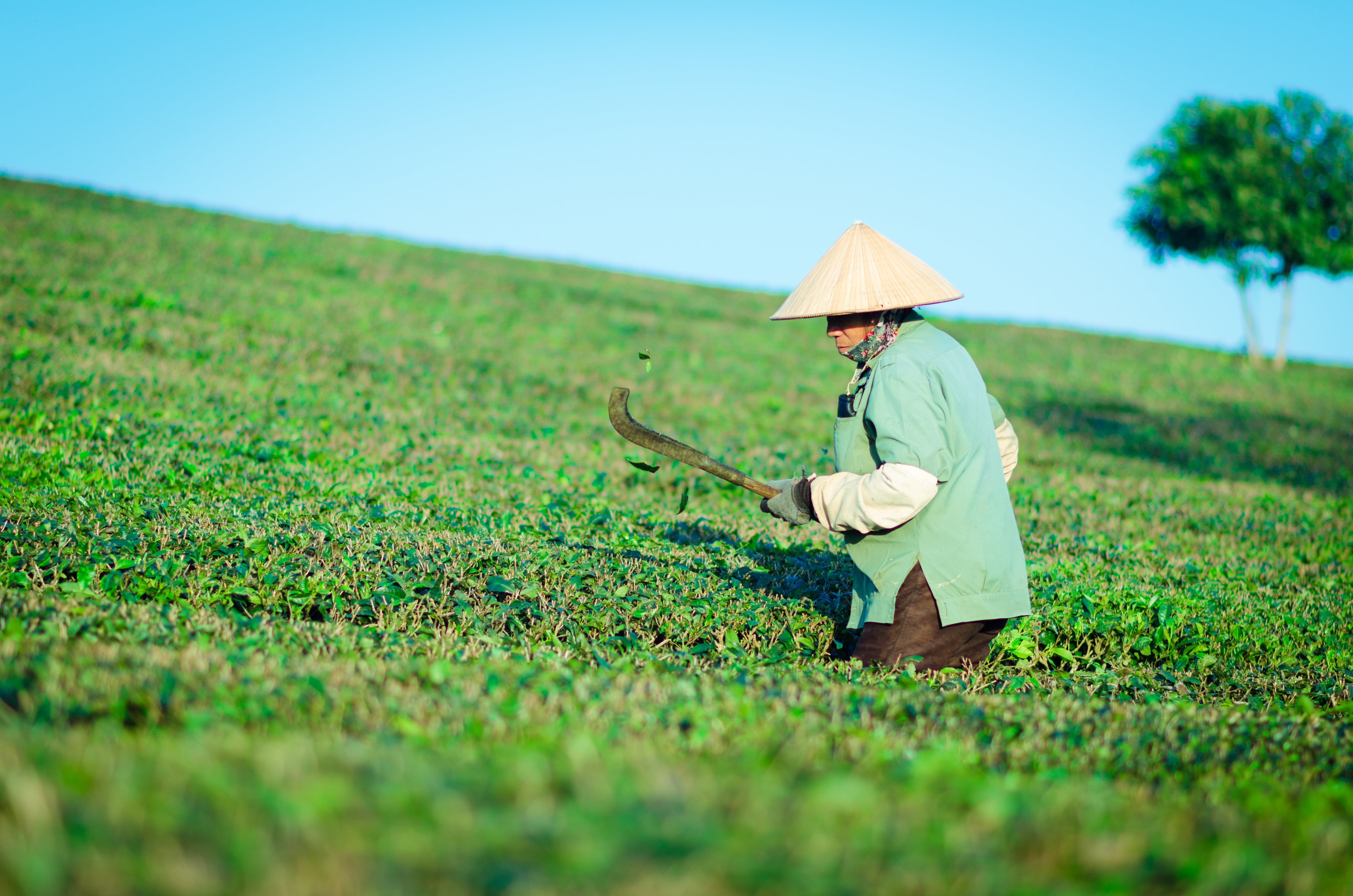 one person, the hill tea, adult, agriculture, outdoors, environment, growth, green, clothing, nature, moc chau, field, grass, woman, 4K, people, crop, HD Wallpaper