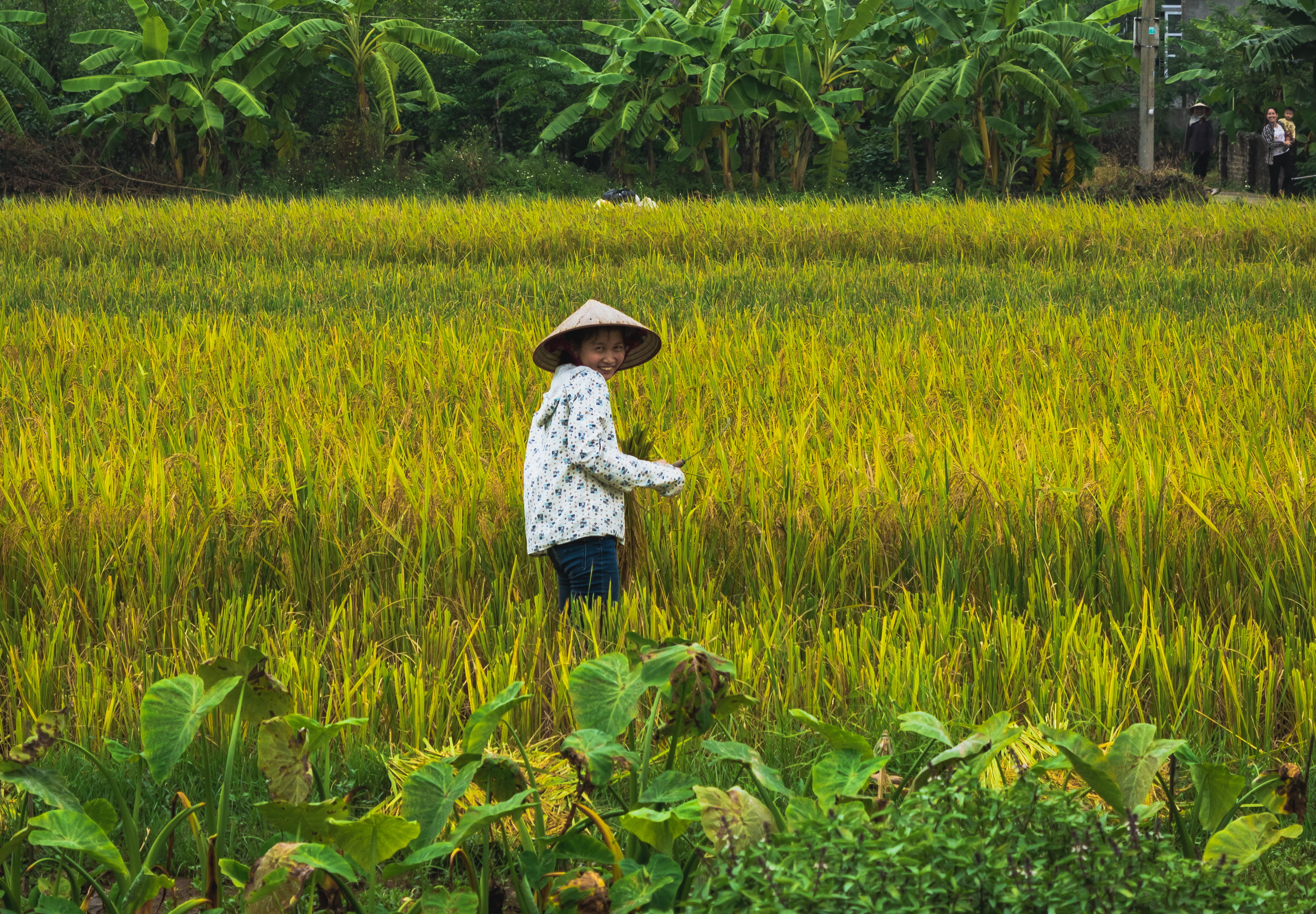 work, outdoors, rural scene, philippines, cute, standing, ninh bình, day, funny, portrait, landscape, crop, colorfull, truesmile, smile, fun, land, agriculture, HD Wallpaper