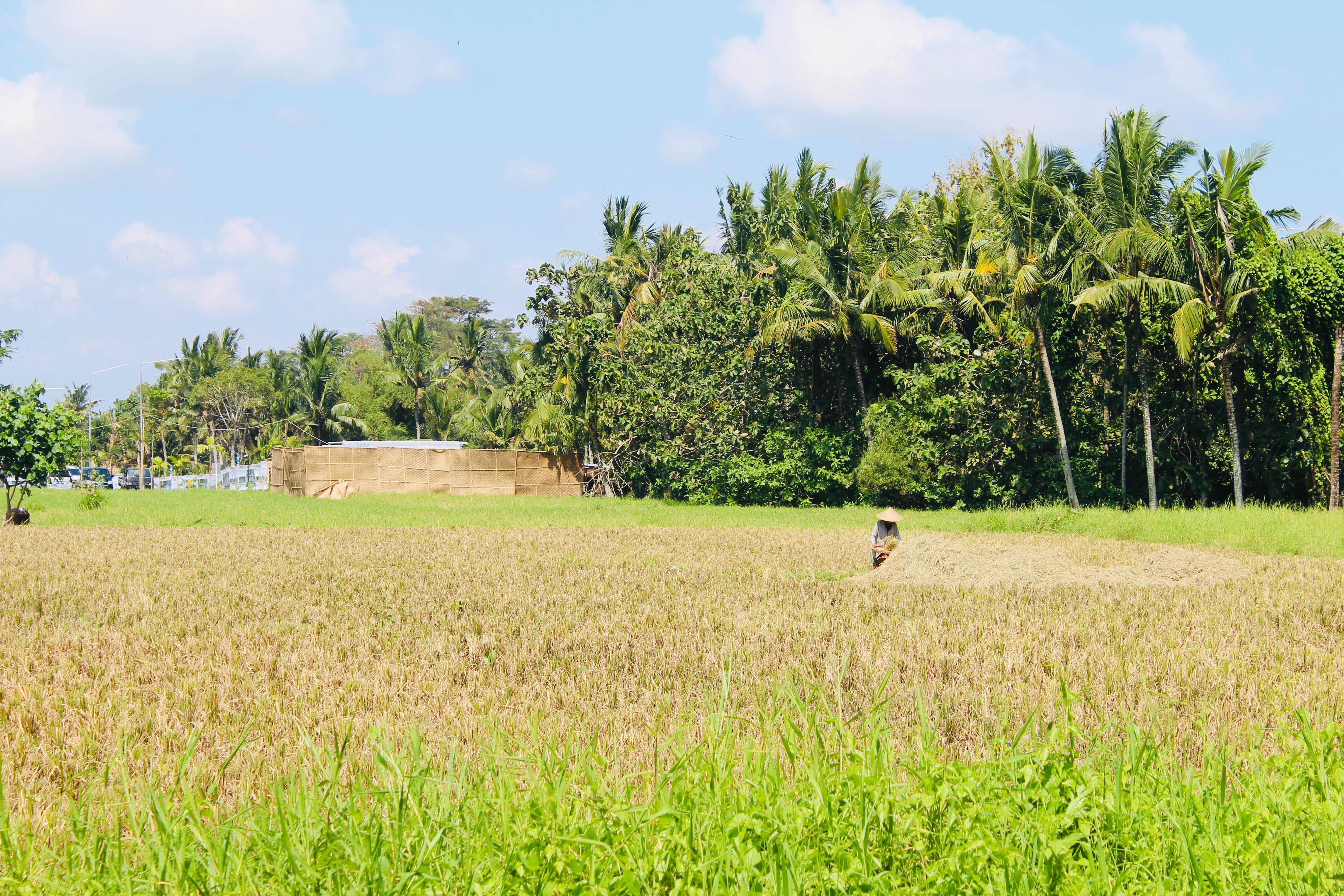 agriculture, palm tree, rice, tranquil scene, rural scene, nature, rice field, landscape, asium, tranquility, beauty in nature, green color, sky, tree, HD Wallpaper