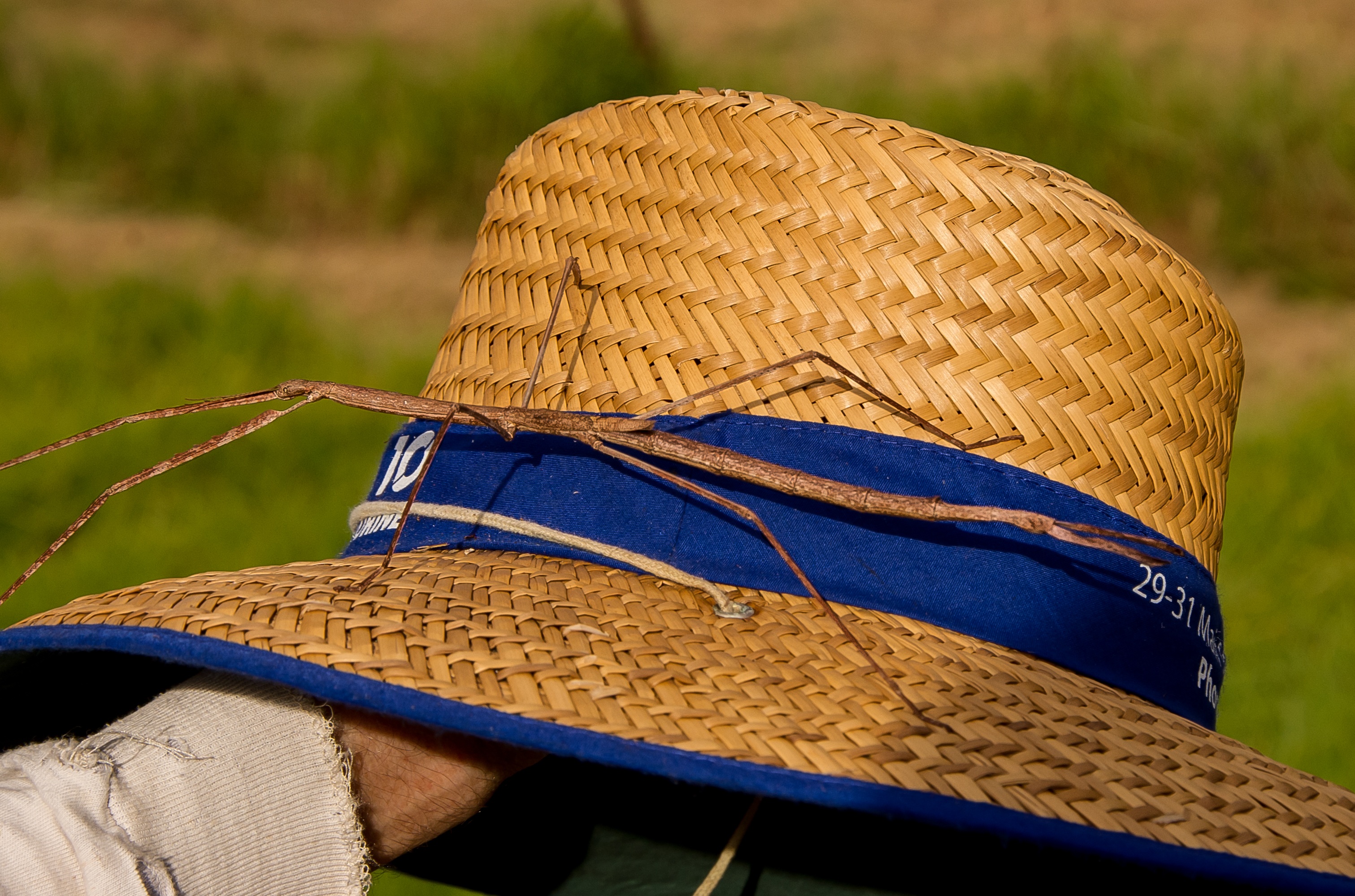 land, clothing, wild, insect, 2K, field, brown, hat, focus on foreground, asian style conical hat, australia, outdoors, nature, stick insect, queensland, HD Wallpaper