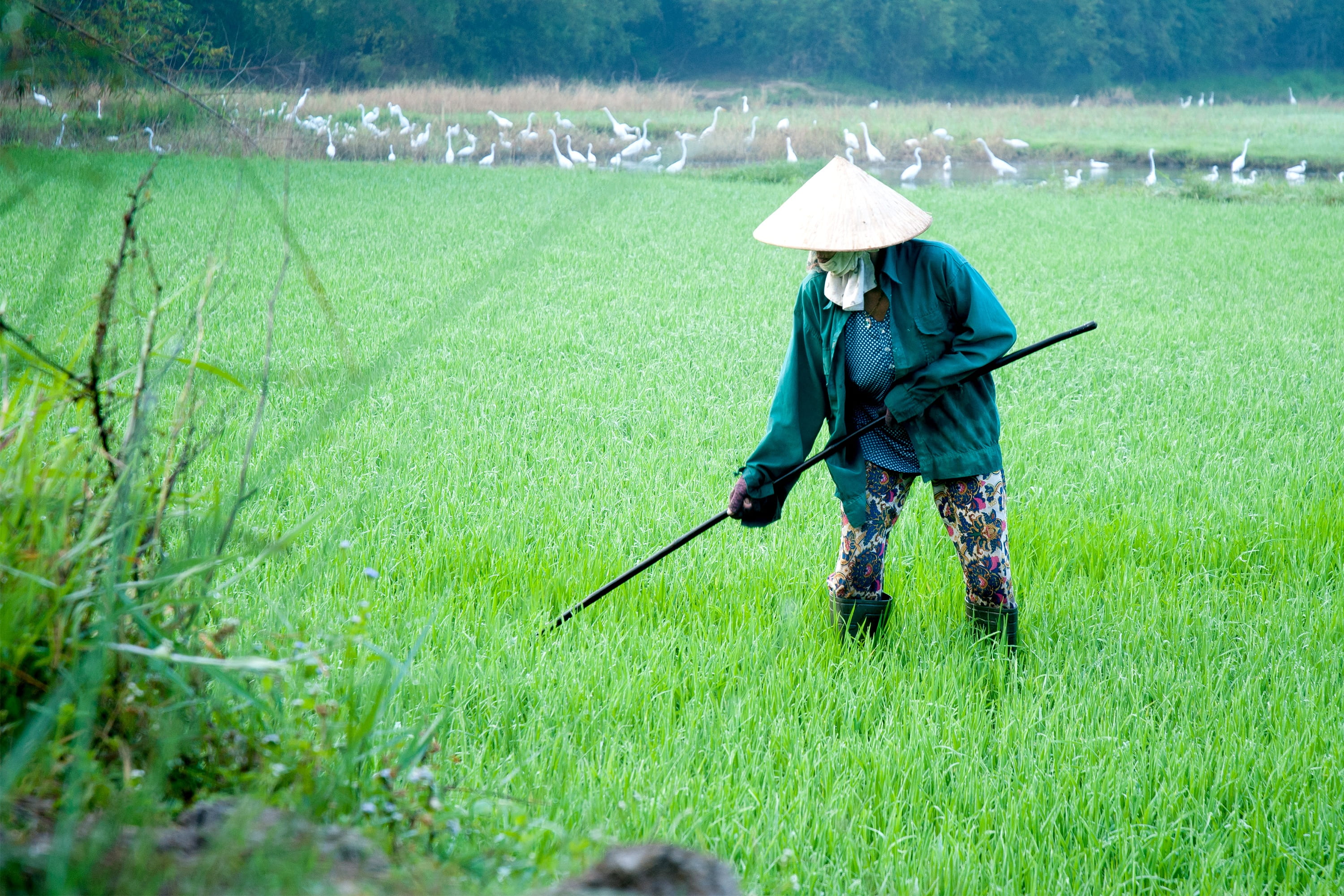 lifestyles, plant, occupation, miles rice, adult, farmer, full length, phu yen, asian style conical hat, land, day, field, nature, green color, holding, HD Wallpaper