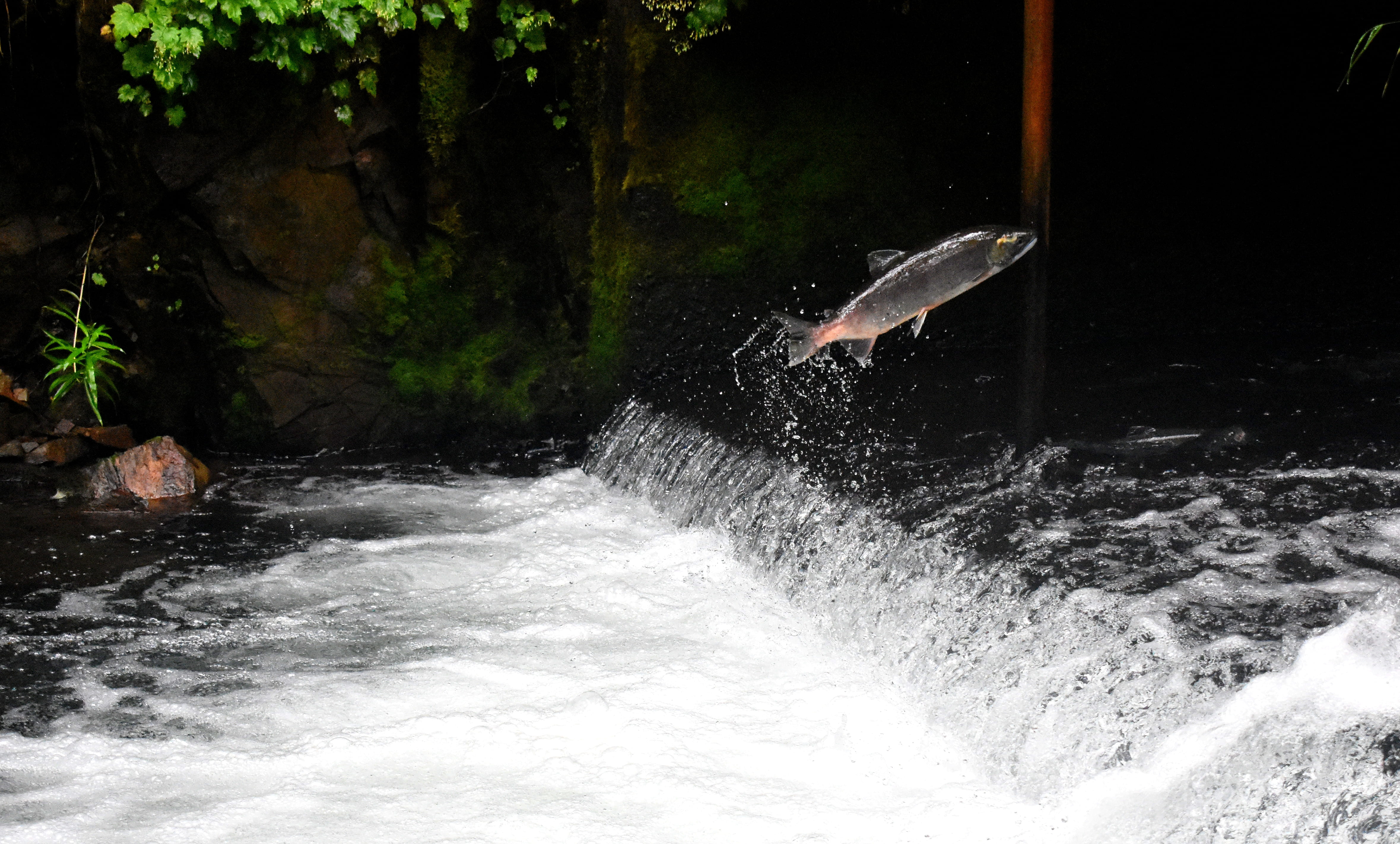 flowing water, scenics - nature, animals in the wild, motion, stream, sea, nature, day, surrounded, animal, top, surfing, beauty in nature, salmon, daytime, HD Wallpaper