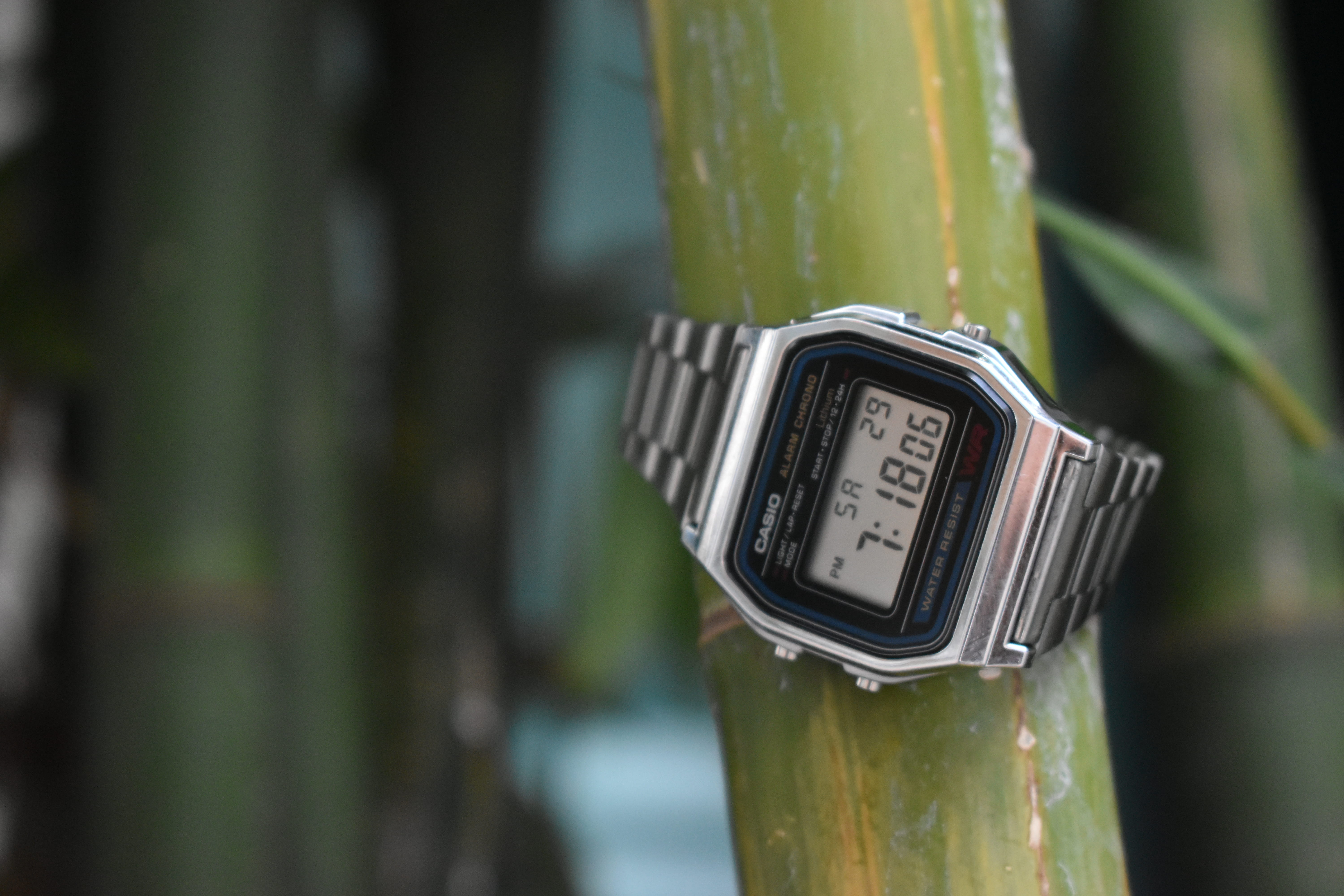 temperature, gauge, growth, technology, plant, metal, accuracy, green color, no people, 5K, time, mexico, bamboo, close-up, day, number, watch, outdoors, HD Wallpaper