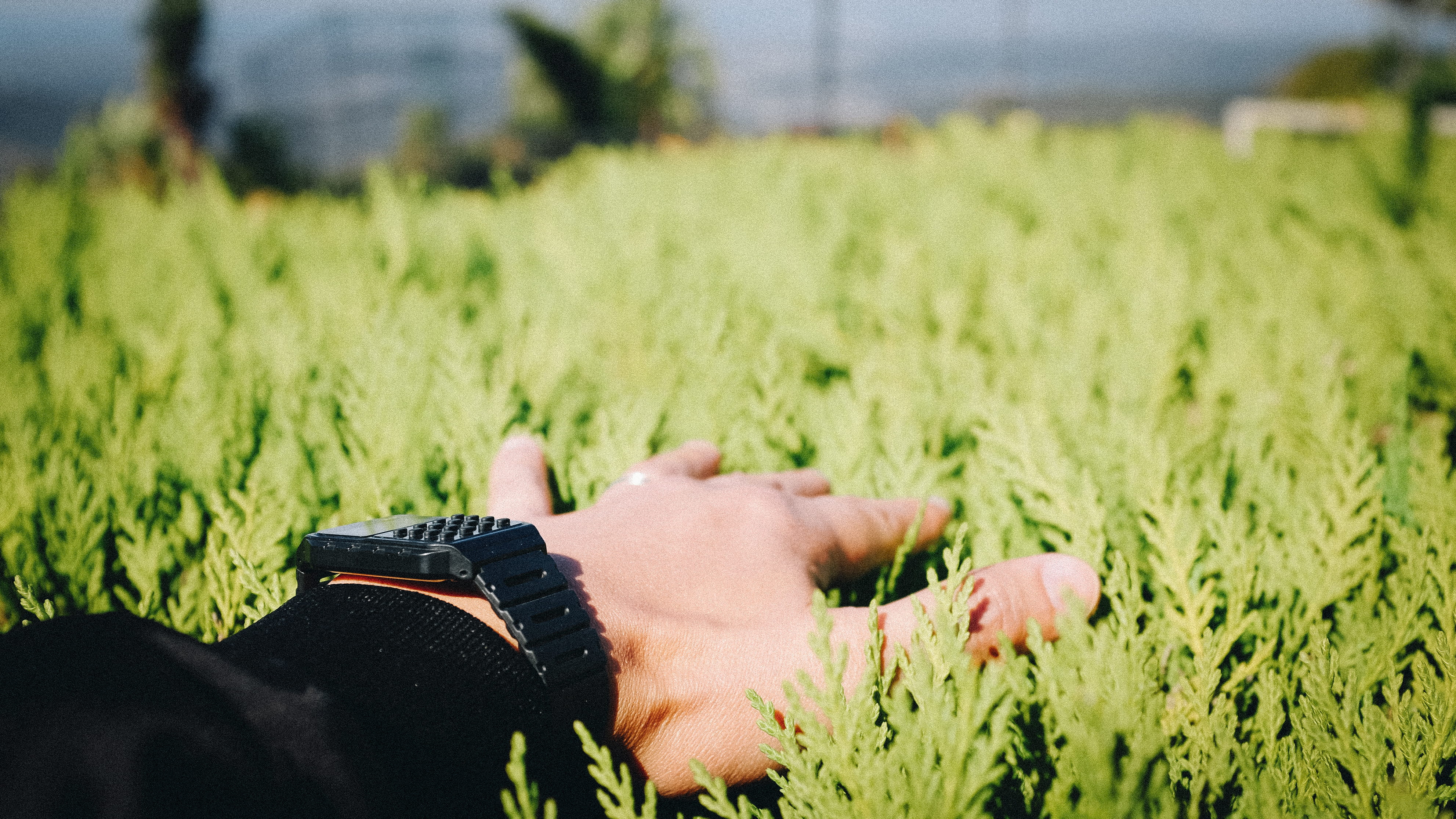one person, real people, adult, leisure activity, hand, green color, growth, agriculture, men, plant, human, soft, jacket, calm, vegetation, watch, human hand, HD Wallpaper