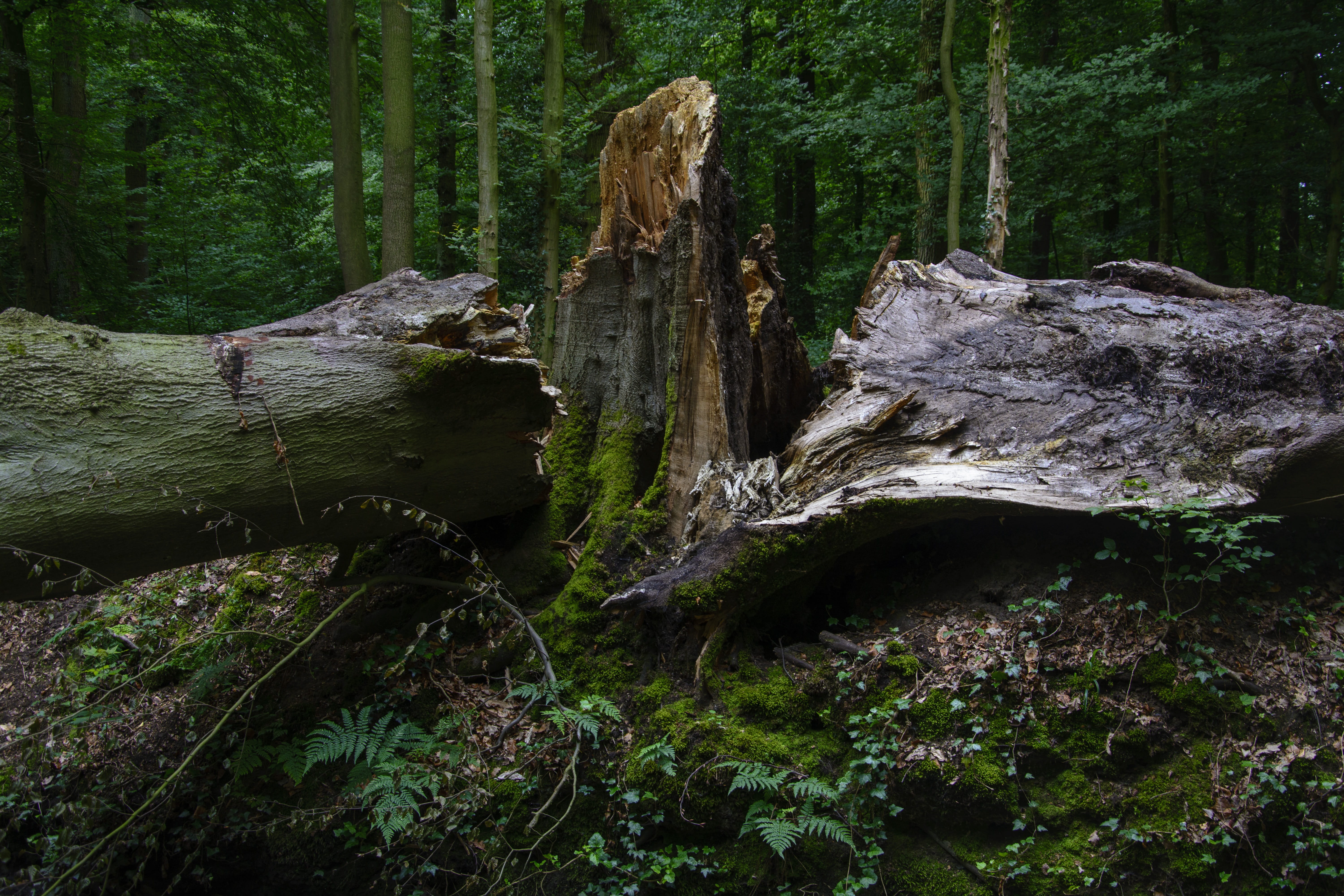 forward, land, outdoors, flowing, forest, rainforest, damage, 5K, tree trunk, plant, bark, force of nature, tree, storm damage, flowing water, tranquility, HD Wallpaper