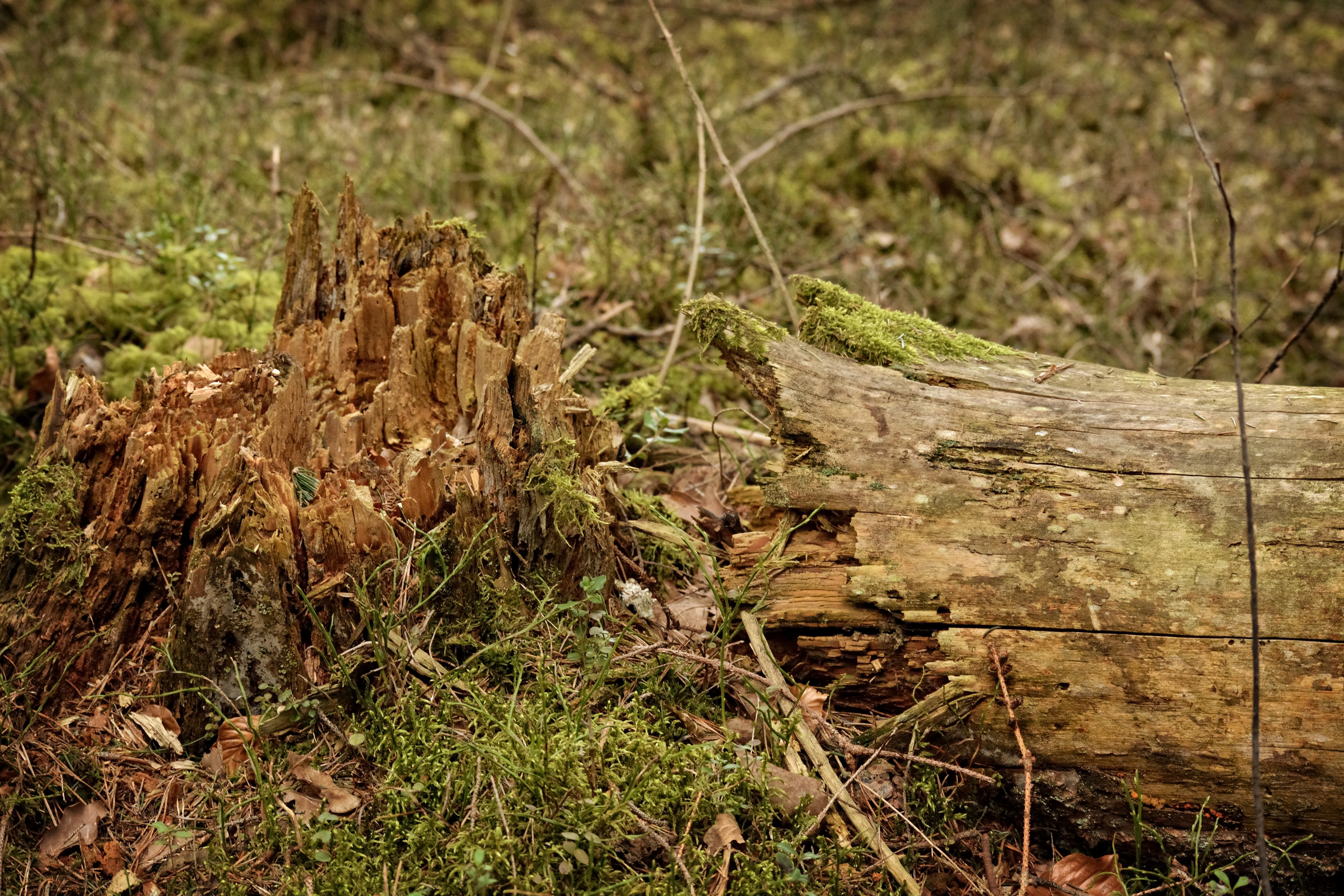 bark, deforestation, 5K, fracture, tree, field, tranquility, log, nature, tree stump, storm damage, timber, day, grass, tribe, no people, dead plant, outdoors, HD Wallpaper