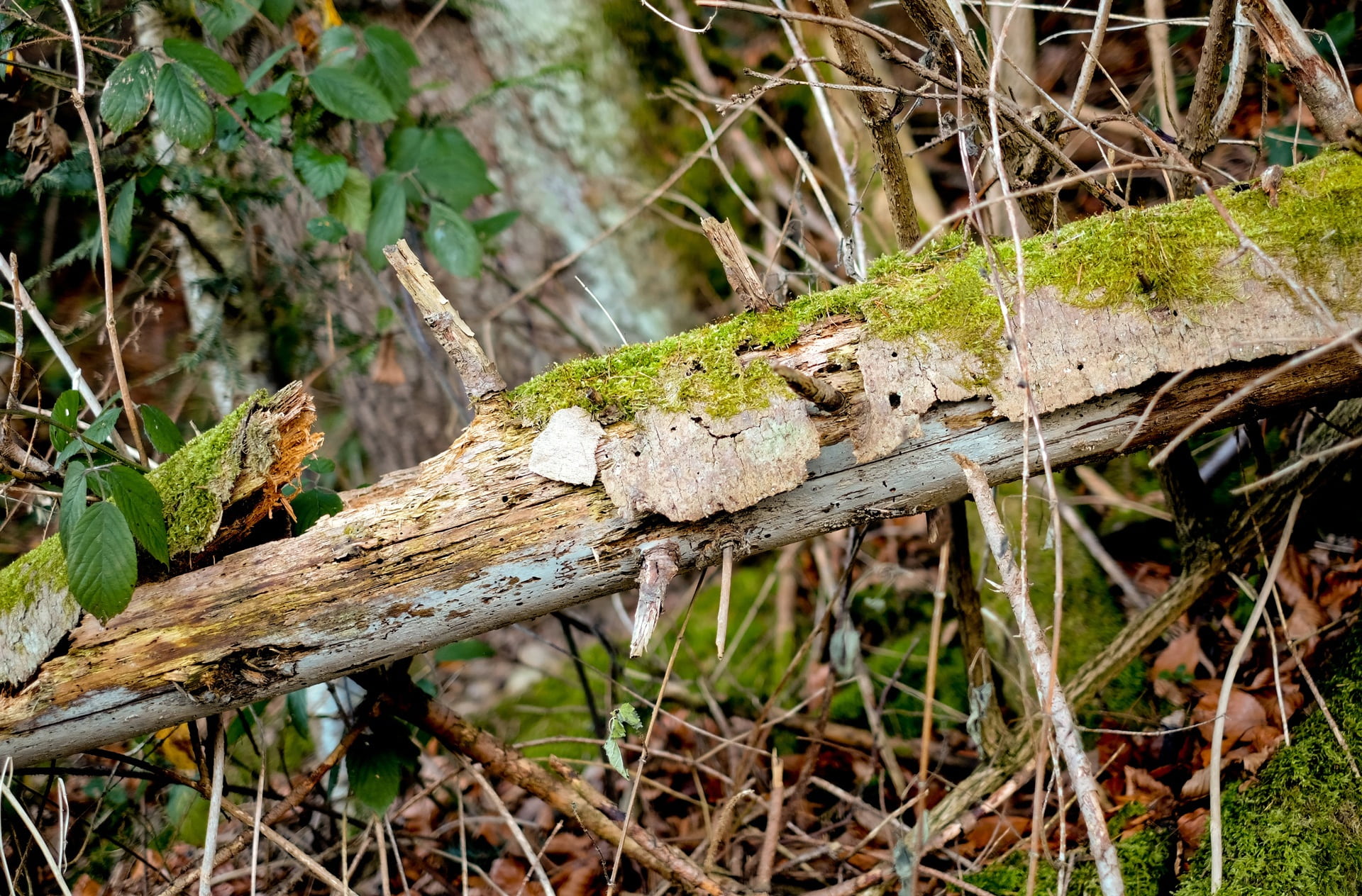 no people, nature, leaf, branch, land, canceled, plant, reptile, day, outdoors, forest, animal, vertebrate, old, 1080P, animals in the wild, animal wildlife, HD Wallpaper