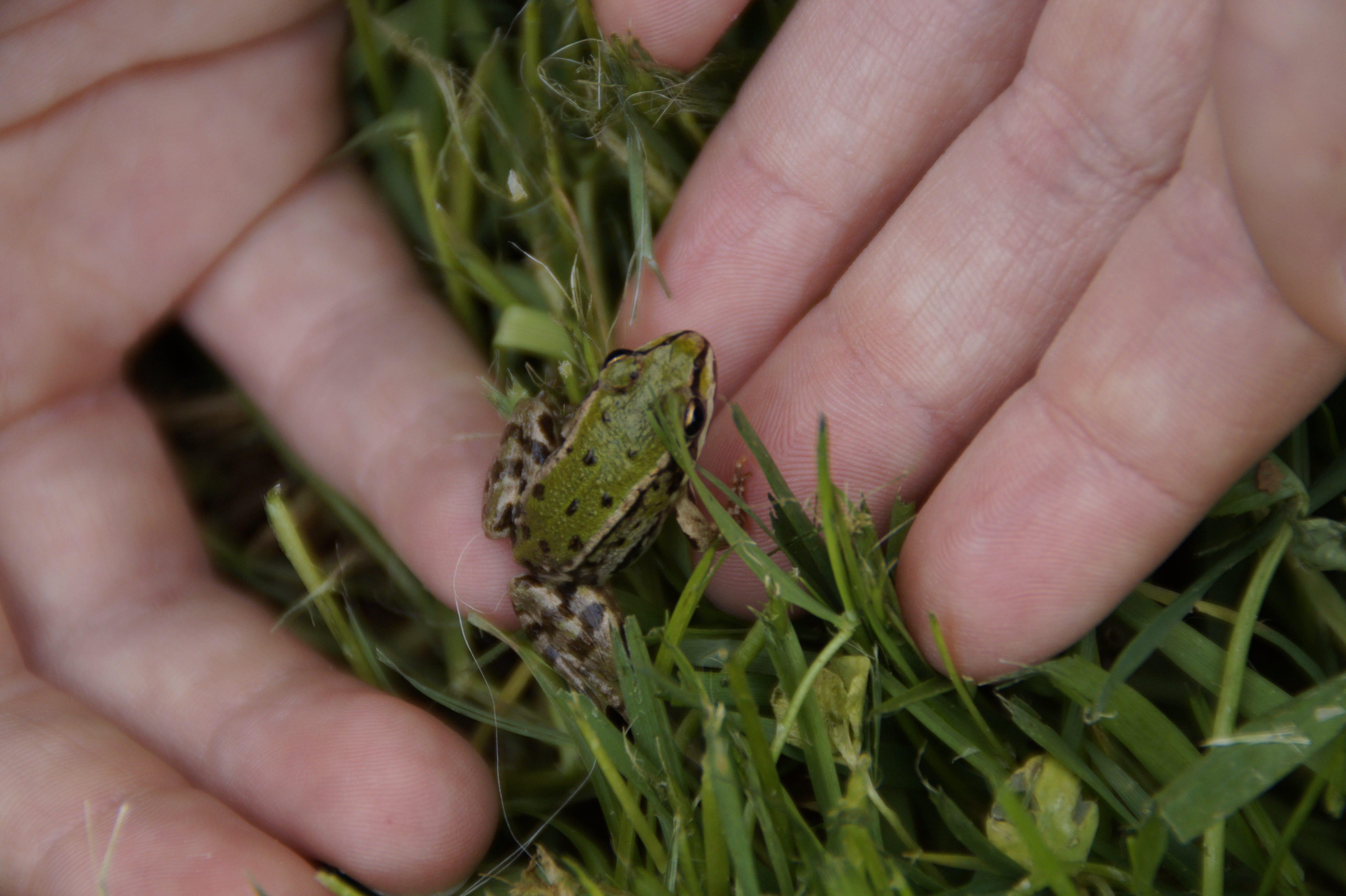 gardening, human hand, caution, 5K, outdoors, cancel, real people, Protect, environmental protection, Frog, hand, Child, close-up, carefully, animal welfare, HD Wallpaper