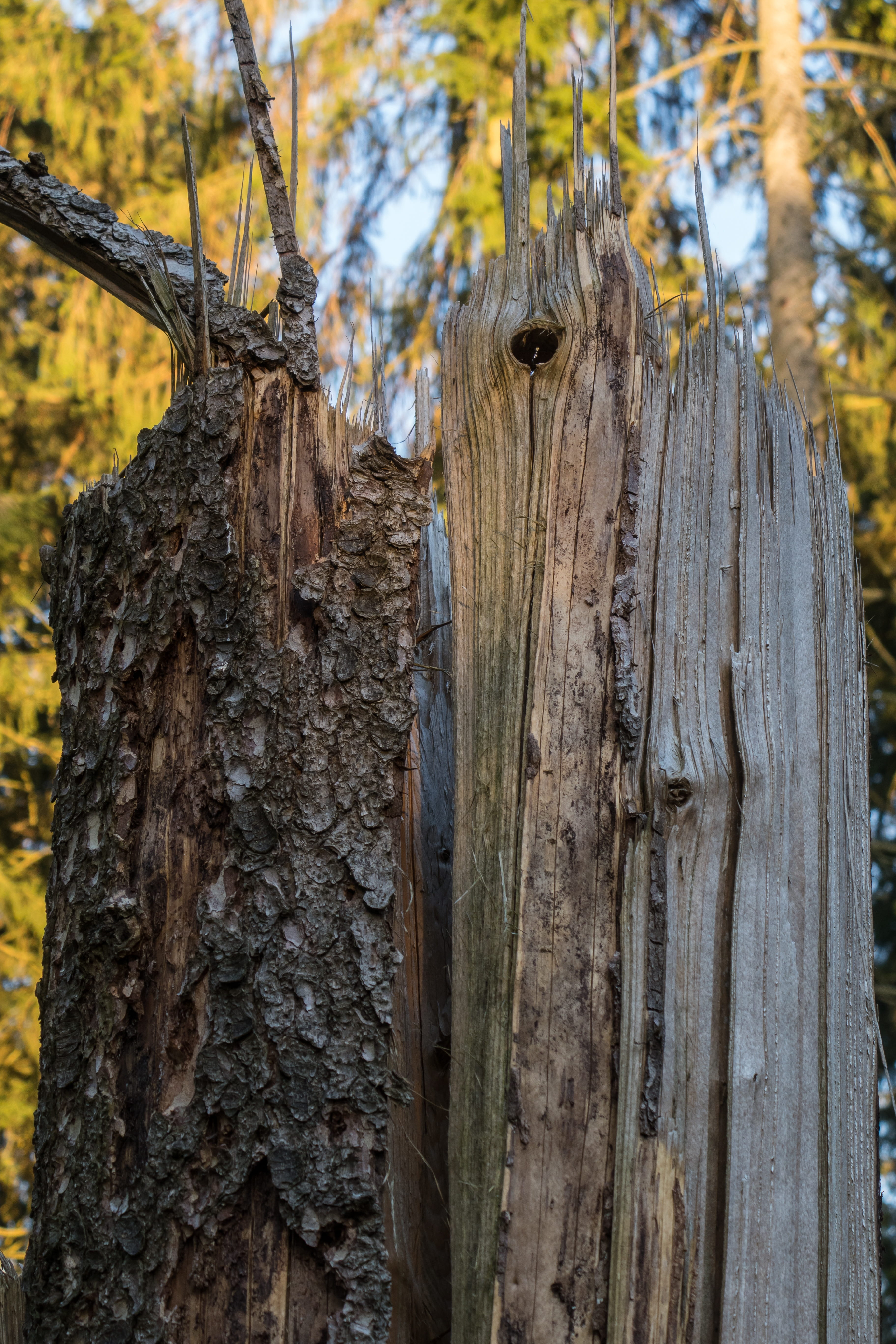 outdoors, animal themes, wood - material, damage, vertebrate, wood, focus on foreground, nature, animal, trunk, wooden post, no people, 5K, bark, textured, Phone HD Wallpaper