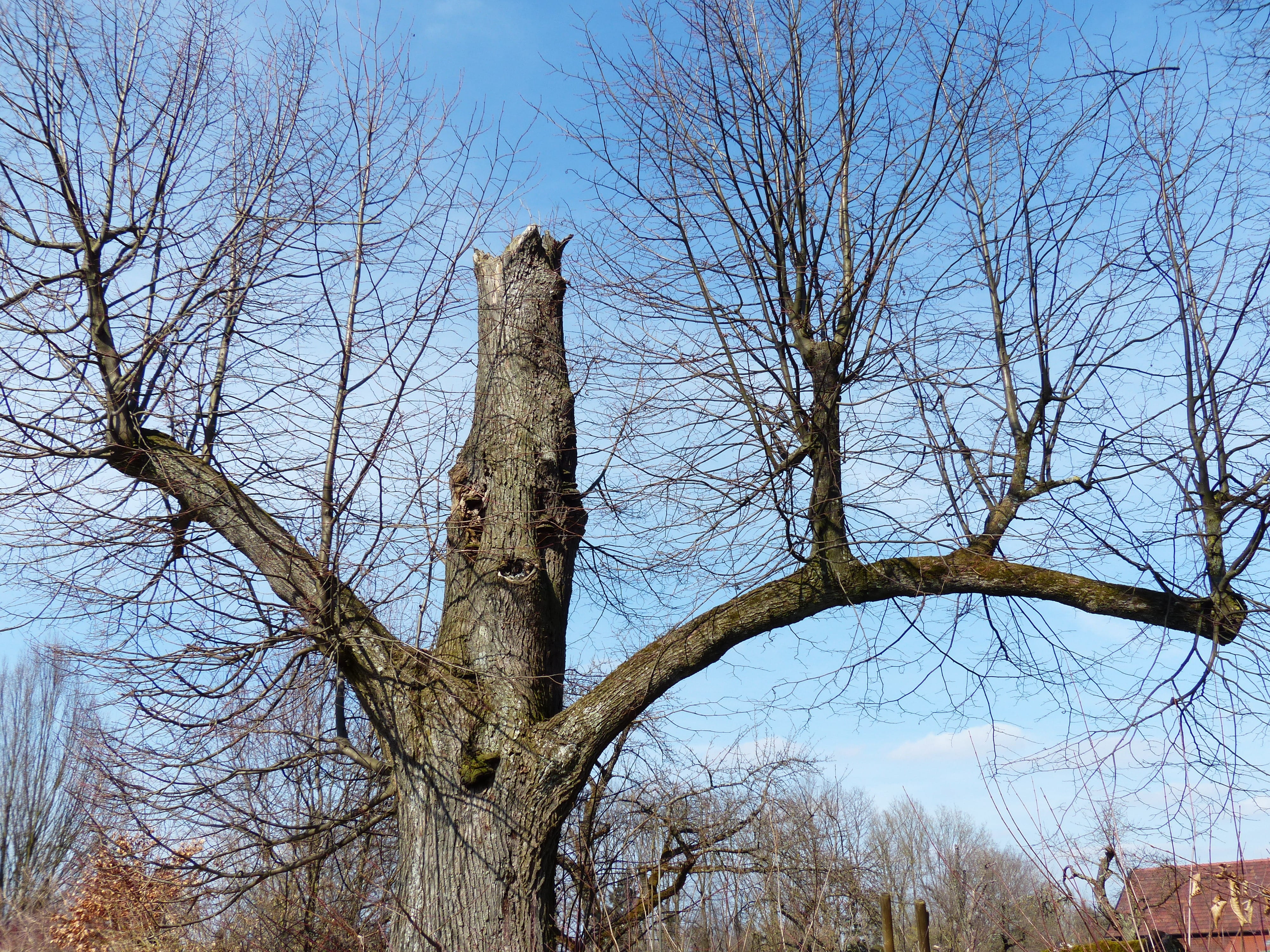 beauty in nature, branch, spirit, winter, nature, scenics - nature, growth, no people, sky, tranquility, tree trunk, blue, clear sky, land, outdoors, day, HD Wallpaper