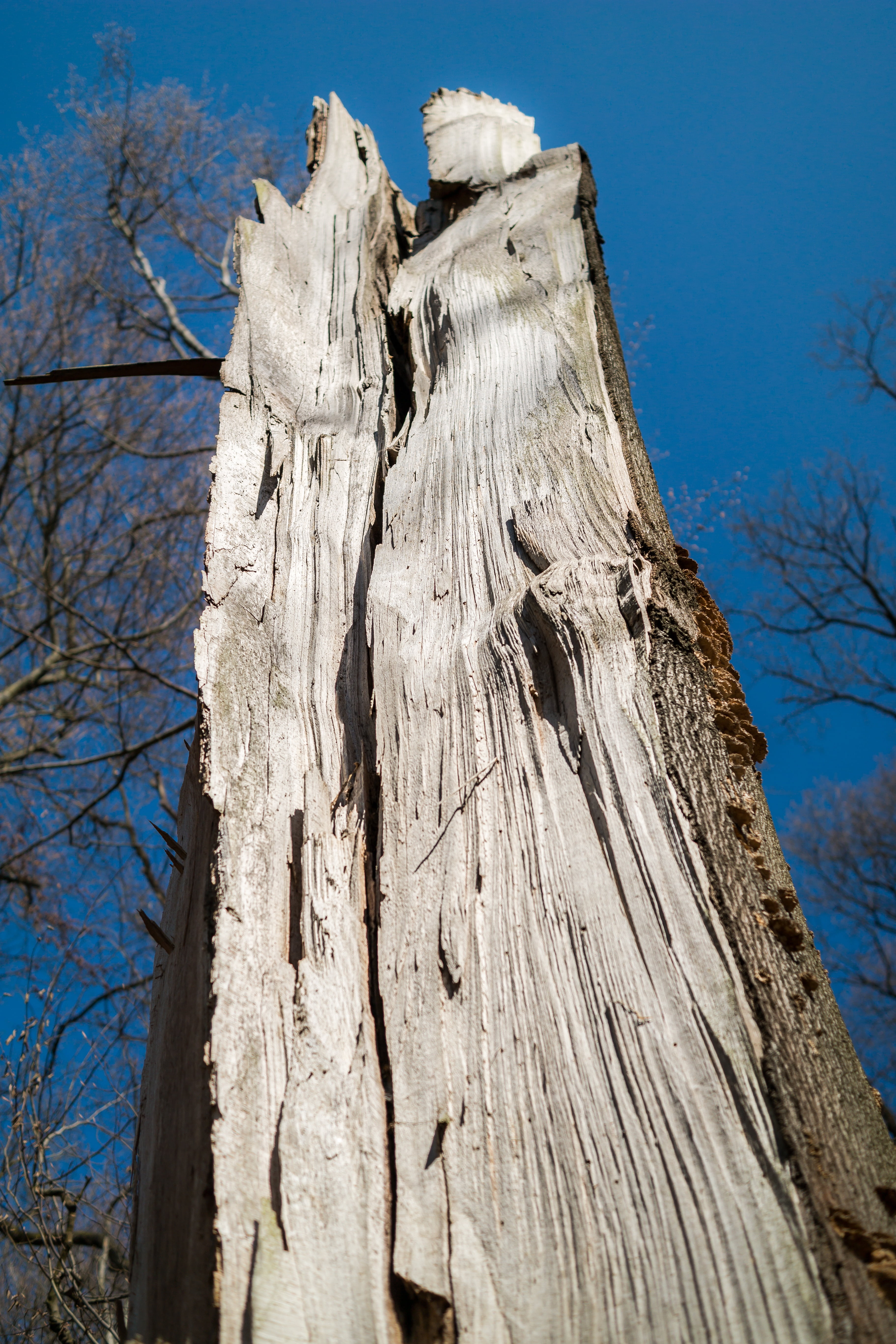 beauty in nature, destruction, wood - material, dead plant, bark, devastation, broken, 5K, day, trunk, sunlight, branch, low angle view, tree trunk, tree, Phone HD Wallpaper
