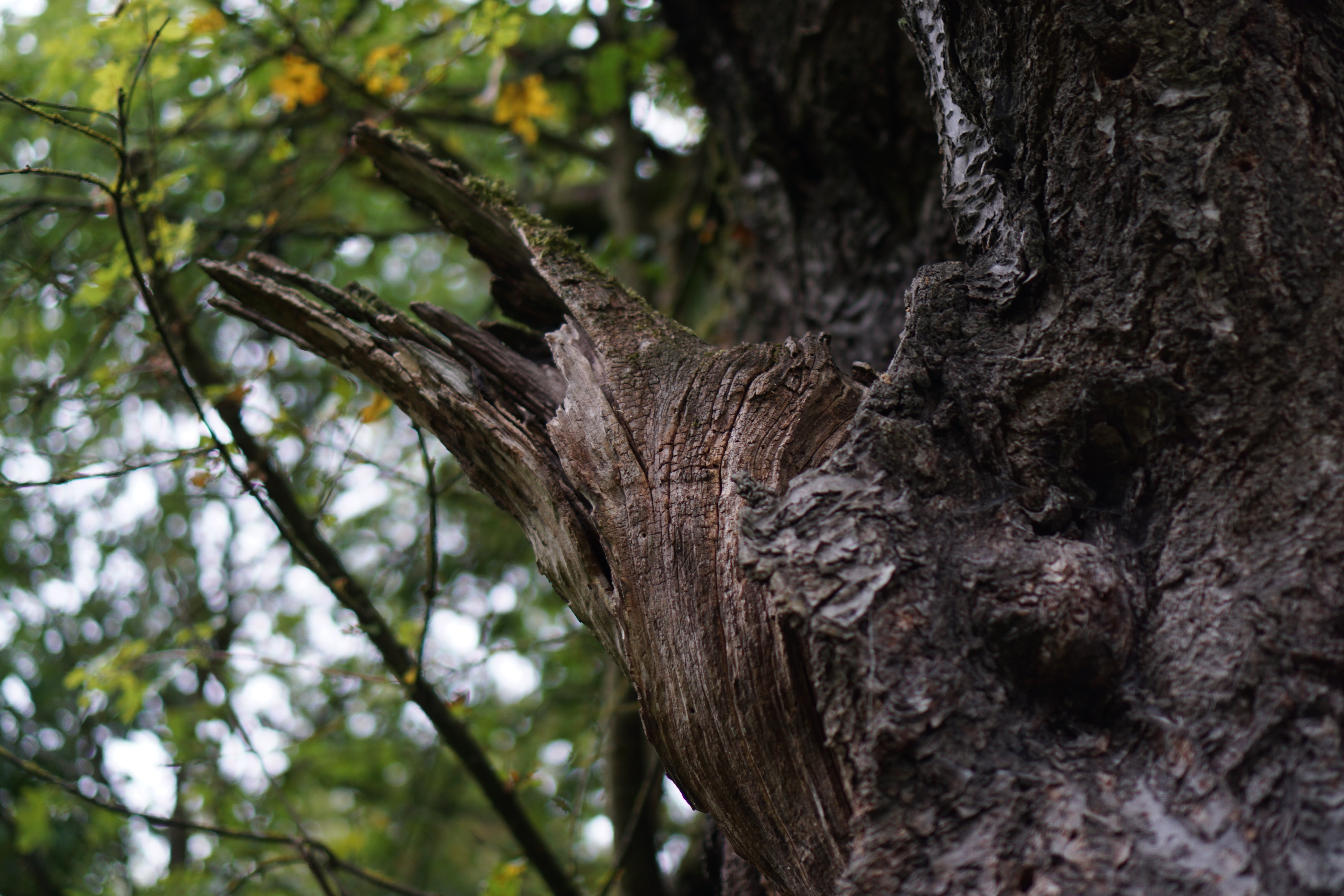 one animal, focus on foreground, textured, old, growth, day, nature, outdoors, canceled, branch, tree, animals in the wild, aesthetic, close-up, low angle view, HD Wallpaper