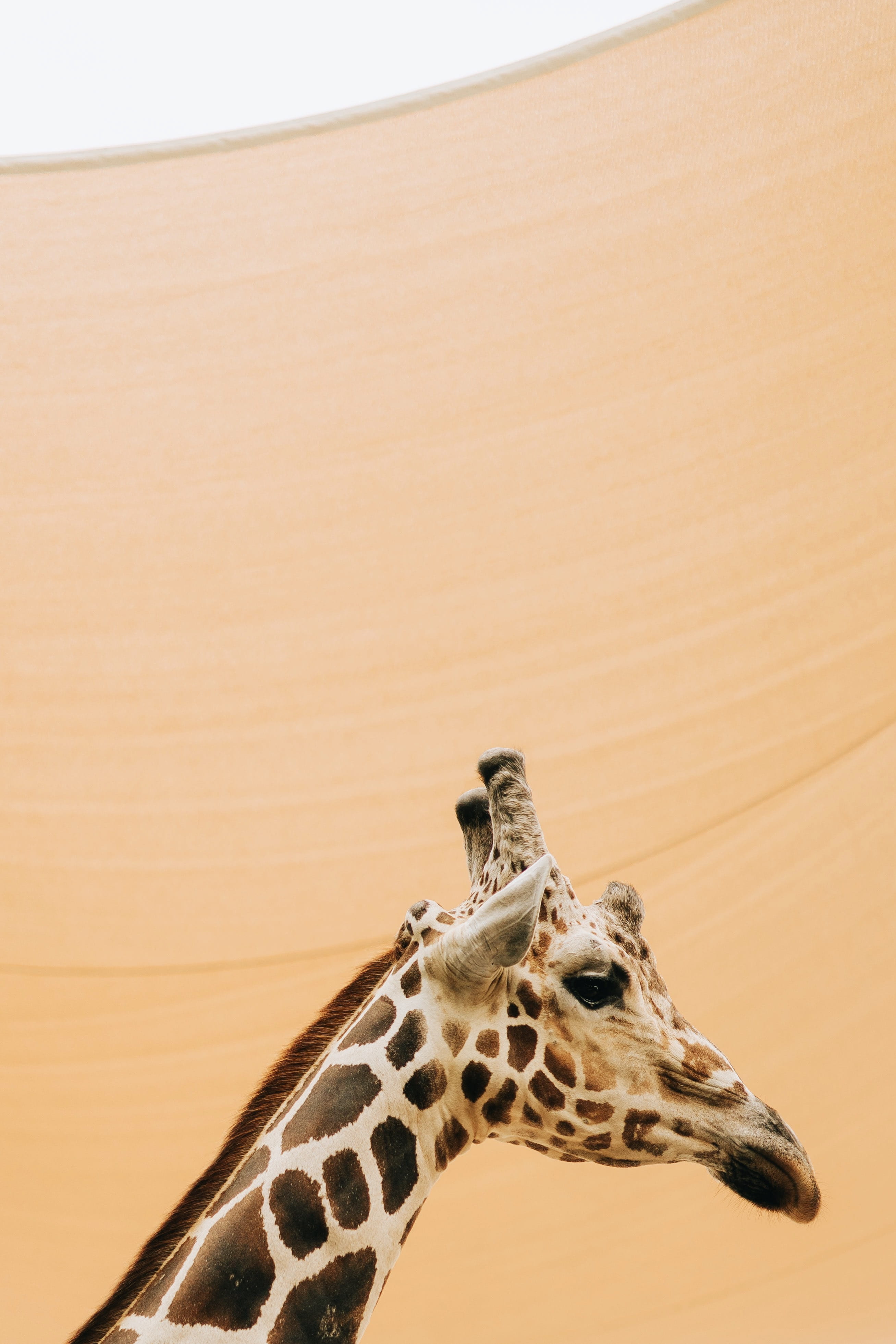 giraffe head, animal, wall, animal neck, herbivorous, arid climate, 4K, one animal, giraffe, no people, animal wildlife, copy space, mammal, animal themes, Phone HD Wallpaper