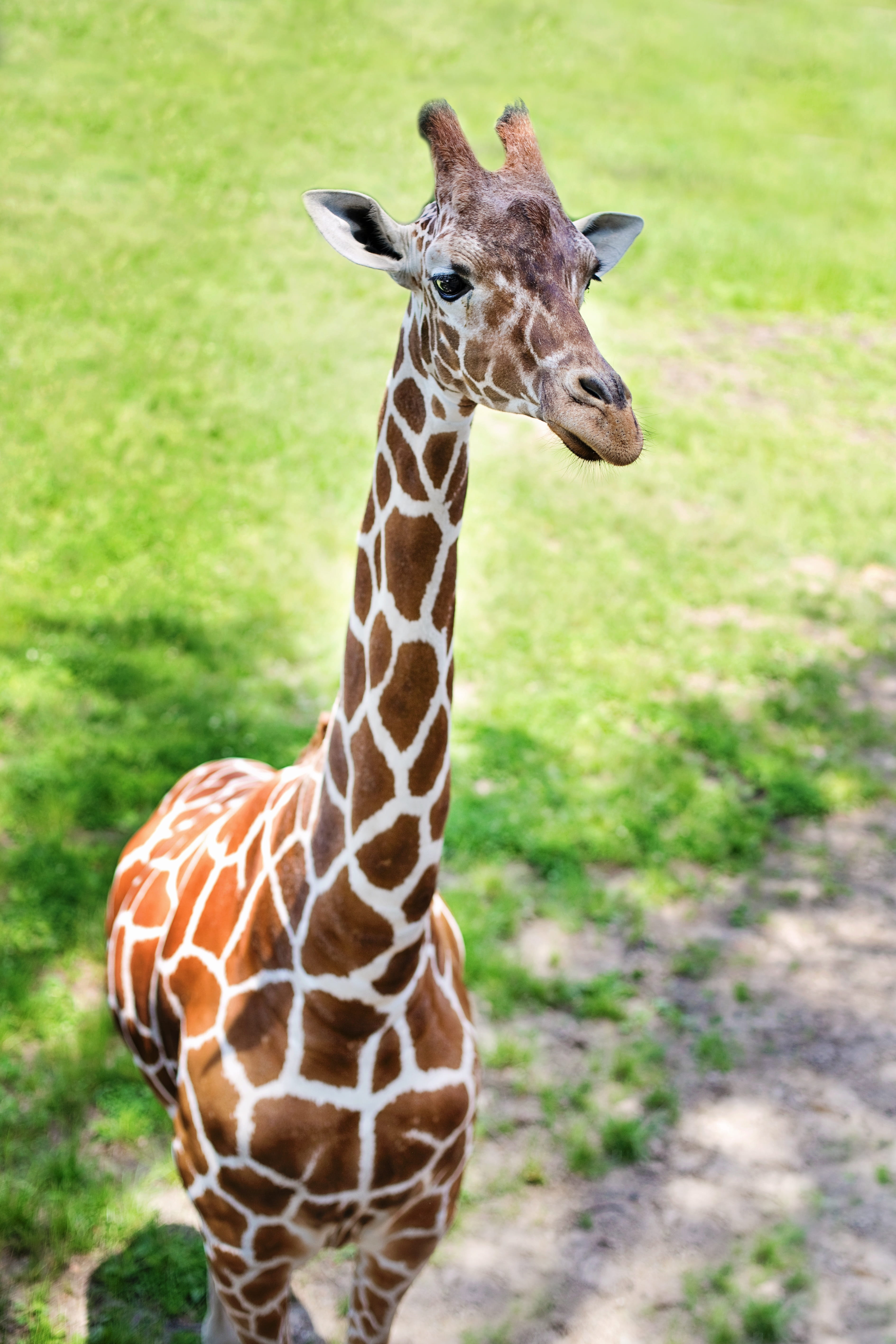cute, outdoors, safari, animals in the wild, 5K, green, grass, baby giraffe, wildlife, animal, natural pattern, close, baby, giraffe, animal themes, animal wildlife, Phone HD Wallpaper