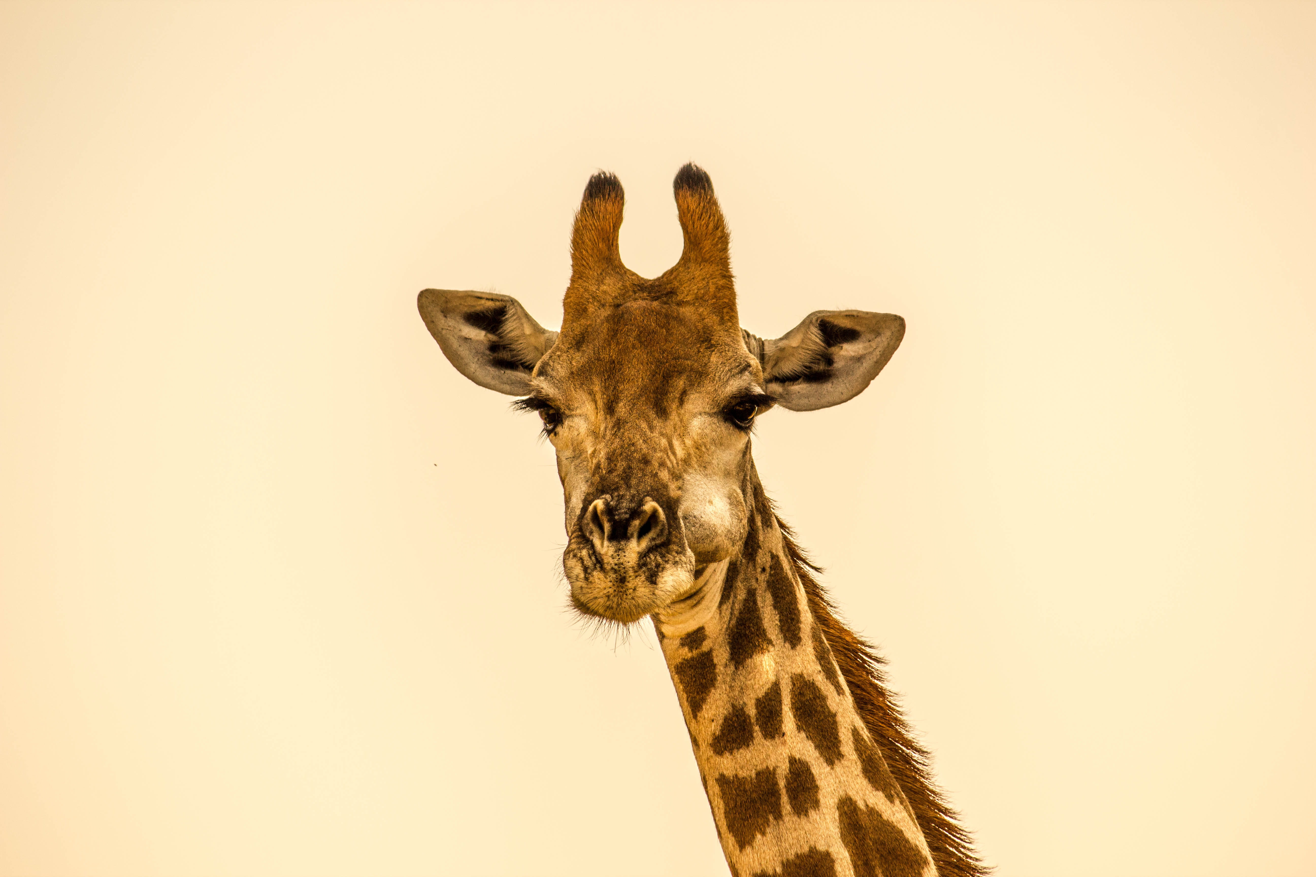 animals In The Wild, one Animal, wildlife, vertebrate, safari Animals, safari, looking at camera, Geoffrey The Giraffe, brown, eating, animal themes, chewing, HD Wallpaper